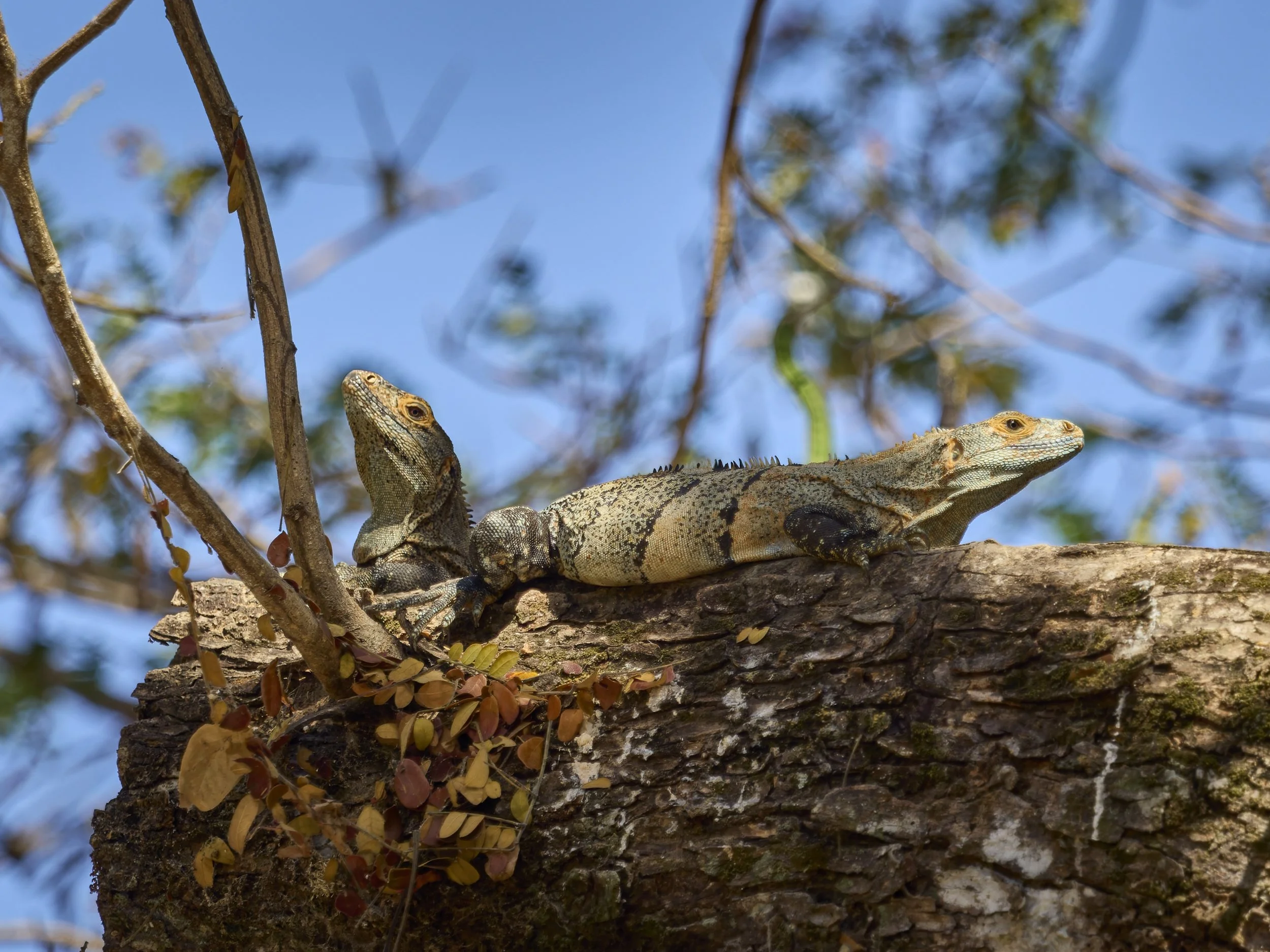20260222_Costa_Rica_426_10_dxo_dp3_(40,0,off)_c1(argb98)_master_2500px.jpg