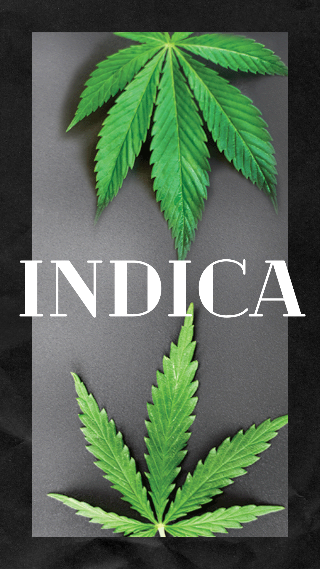 weed delivery in washington