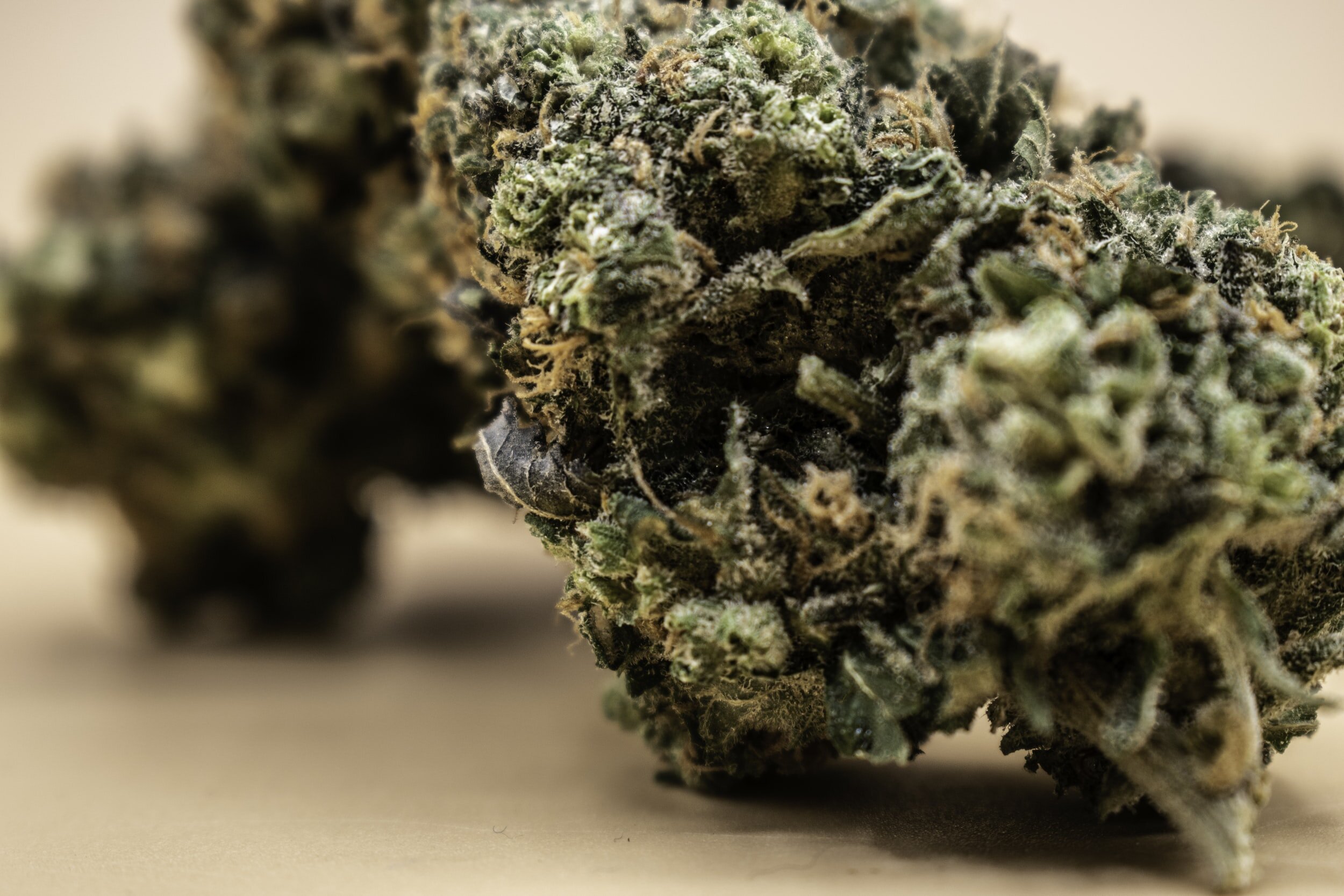 Oreoz strain