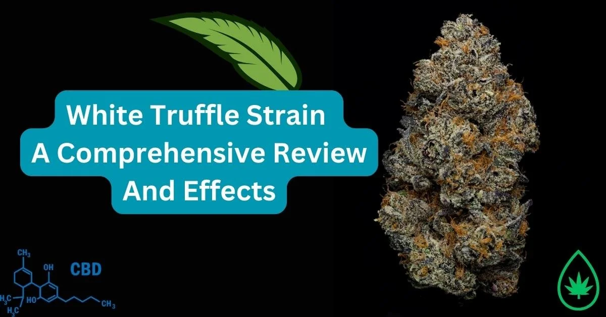 White Truffle Strain A Comprehensive Review and Effects