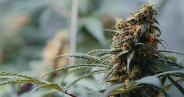 Choosing Better Weed: What to Look for This Fall Before You Buy