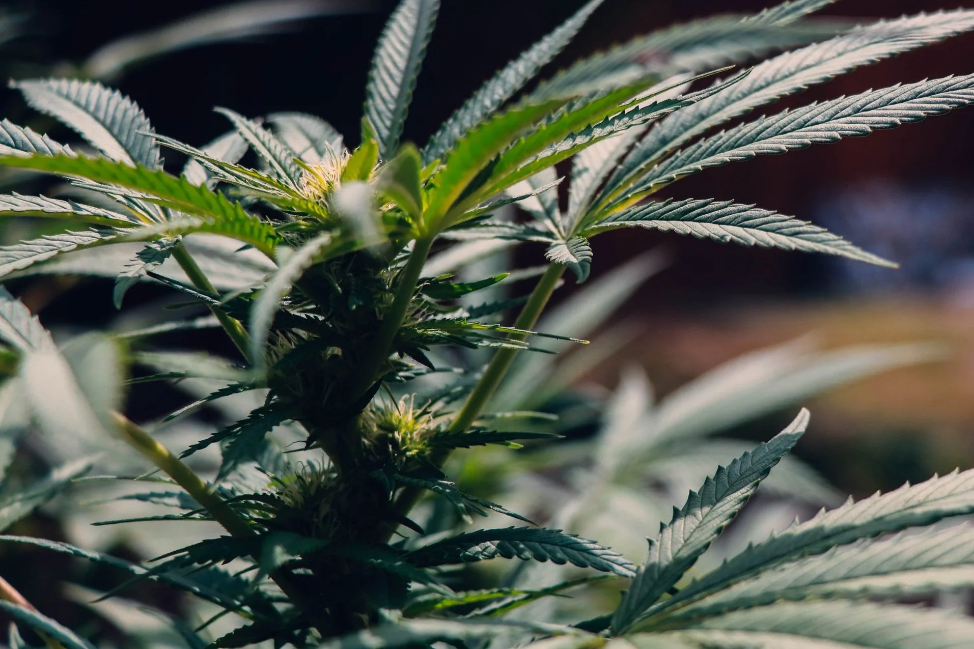 Cannabis Trends in Washington D.C.: What's Hot and What's Not - Royal Dankness