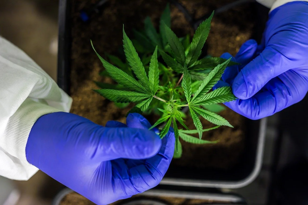 How to Find the Best Weed in DC, Maryland, and Virginia