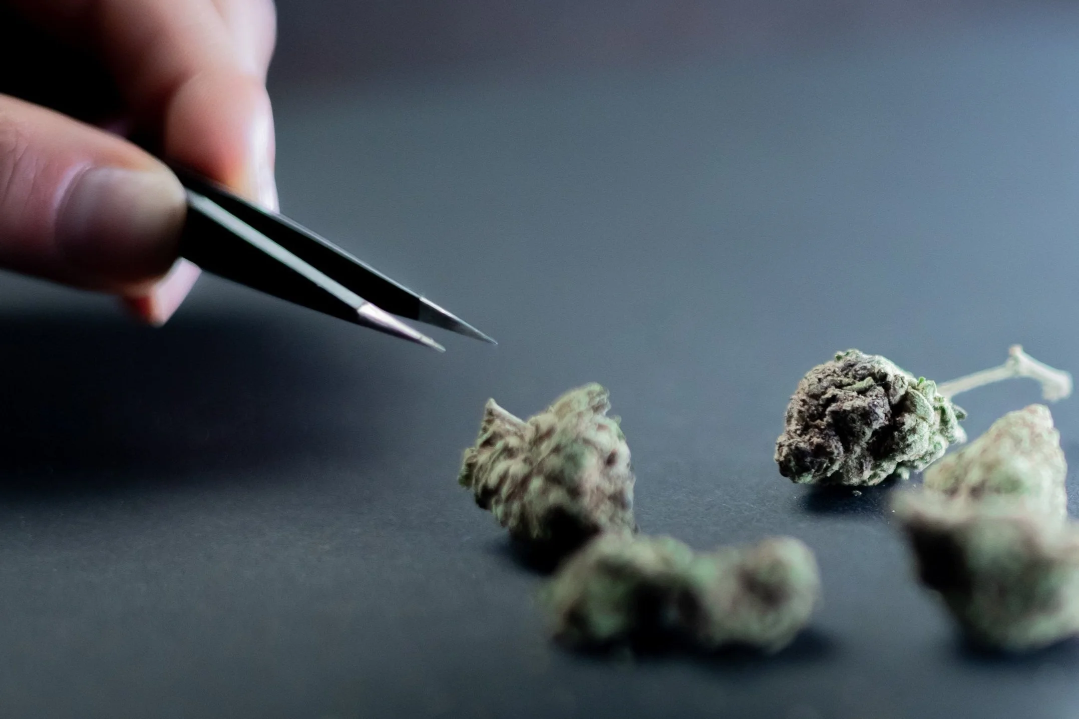 Exploring the Hottest New Strains in DC with All the Buzz