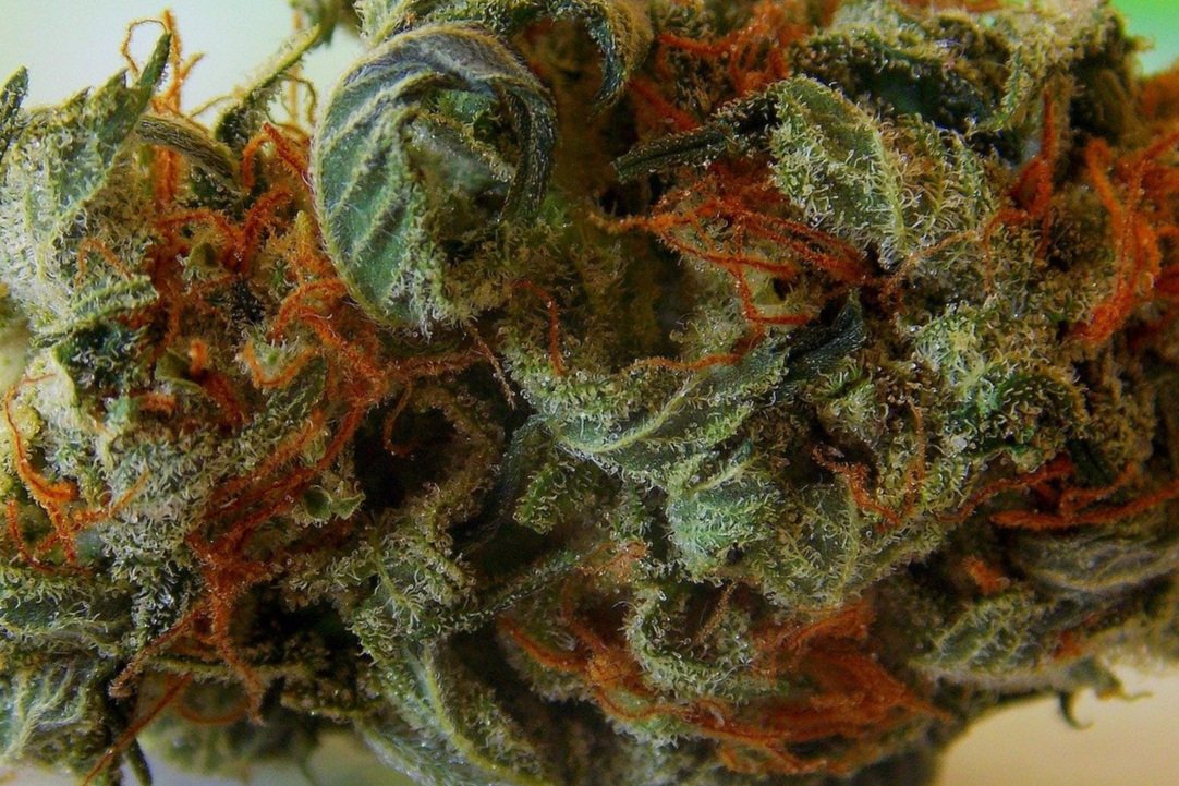 The Rise of Weed DC Delivery Services
