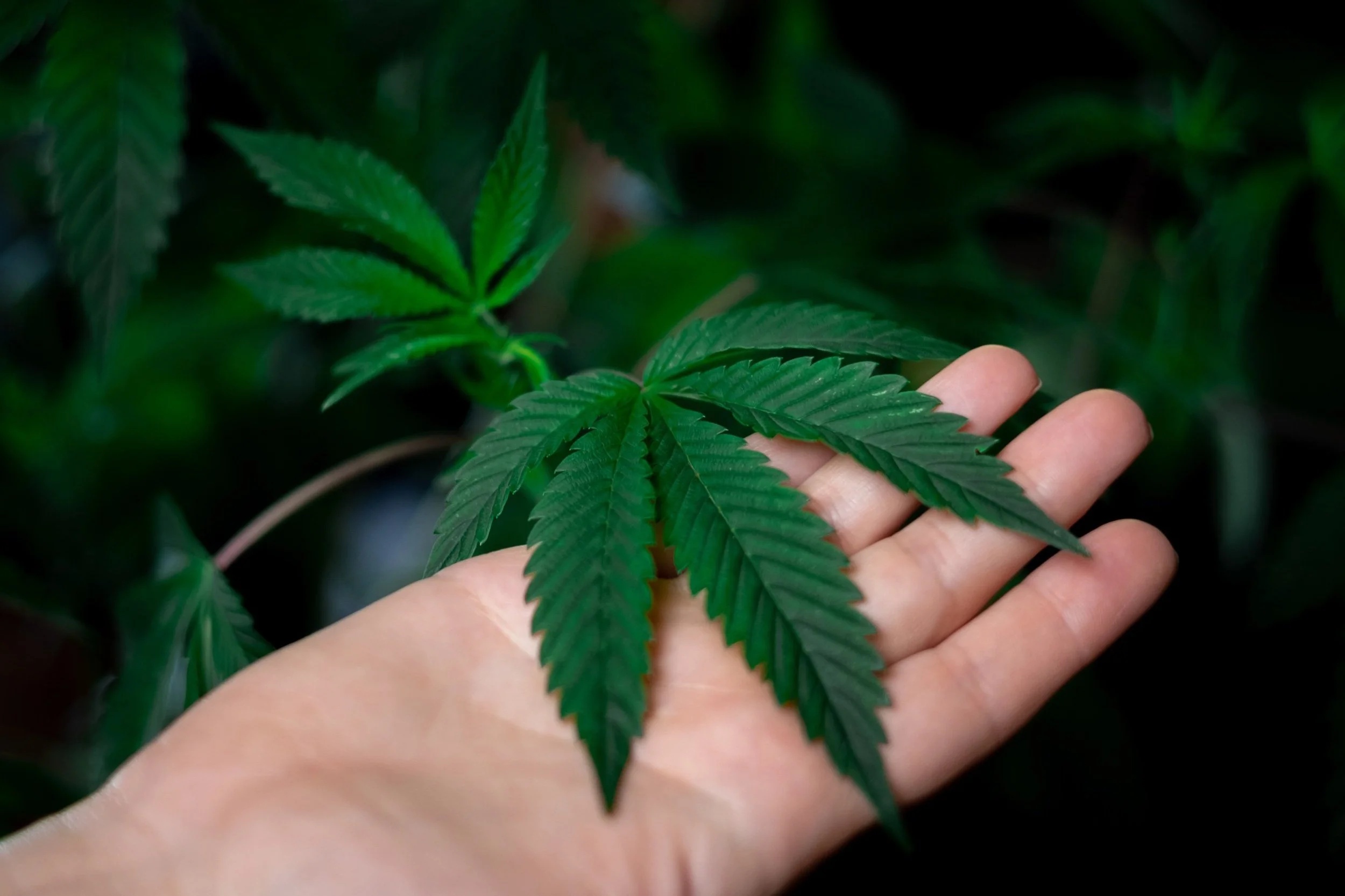 How Legalization of Cannabis Revolutionized Stores &amp; Weed DC