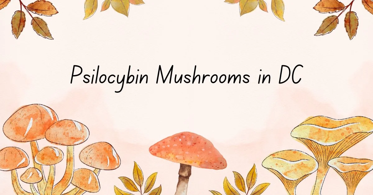 Psilocybin Mushrooms in DC