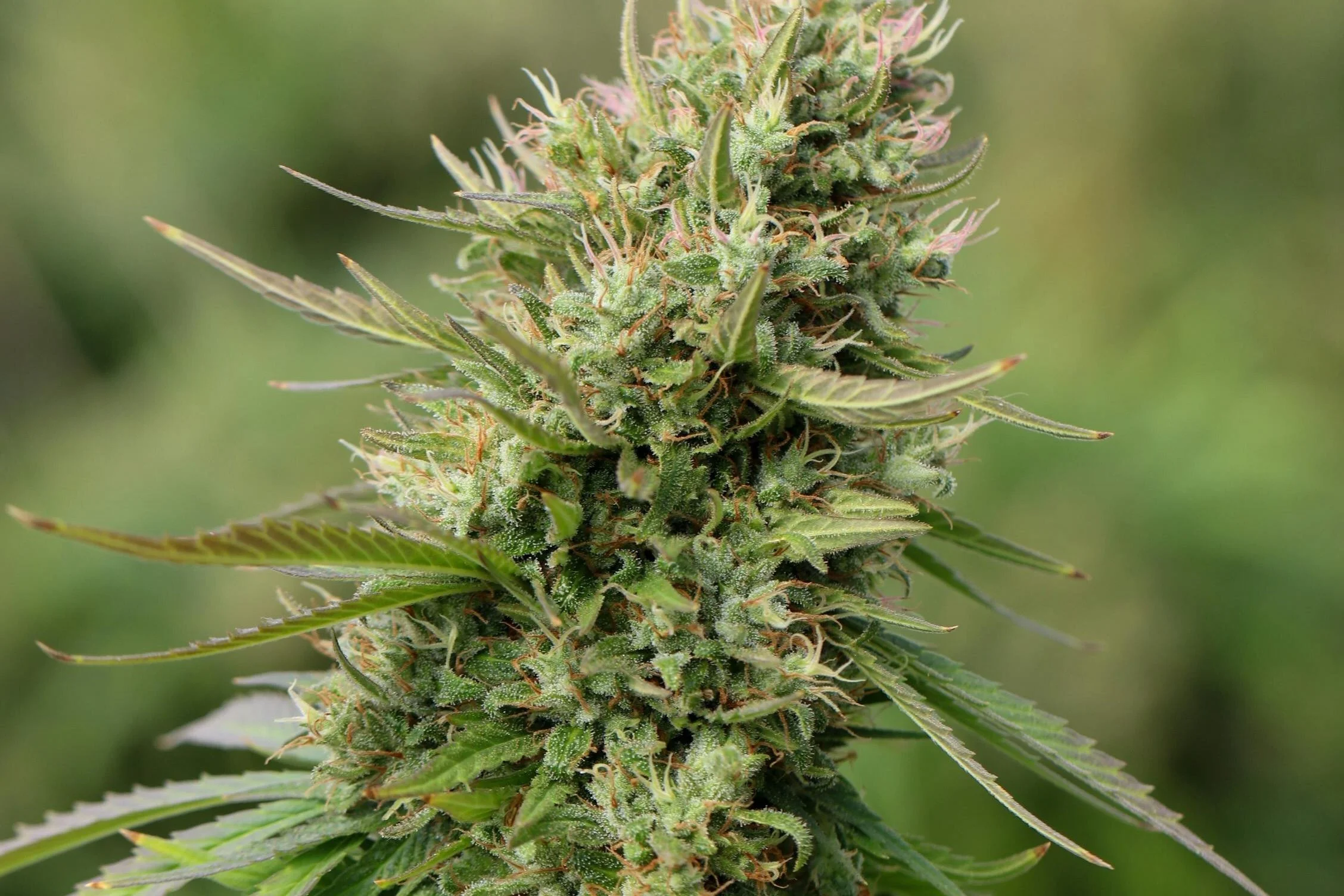 The Ultimate Guide to Weed Delivery in D.C.: Legal Standing and Top Strains