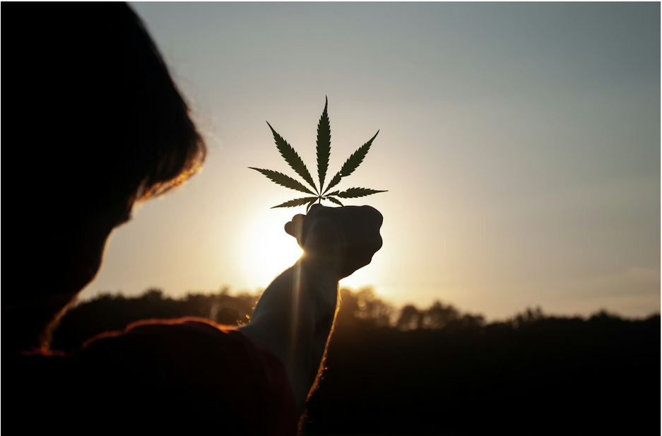 The 10 Best Sour Diesel Delivery Options in DC