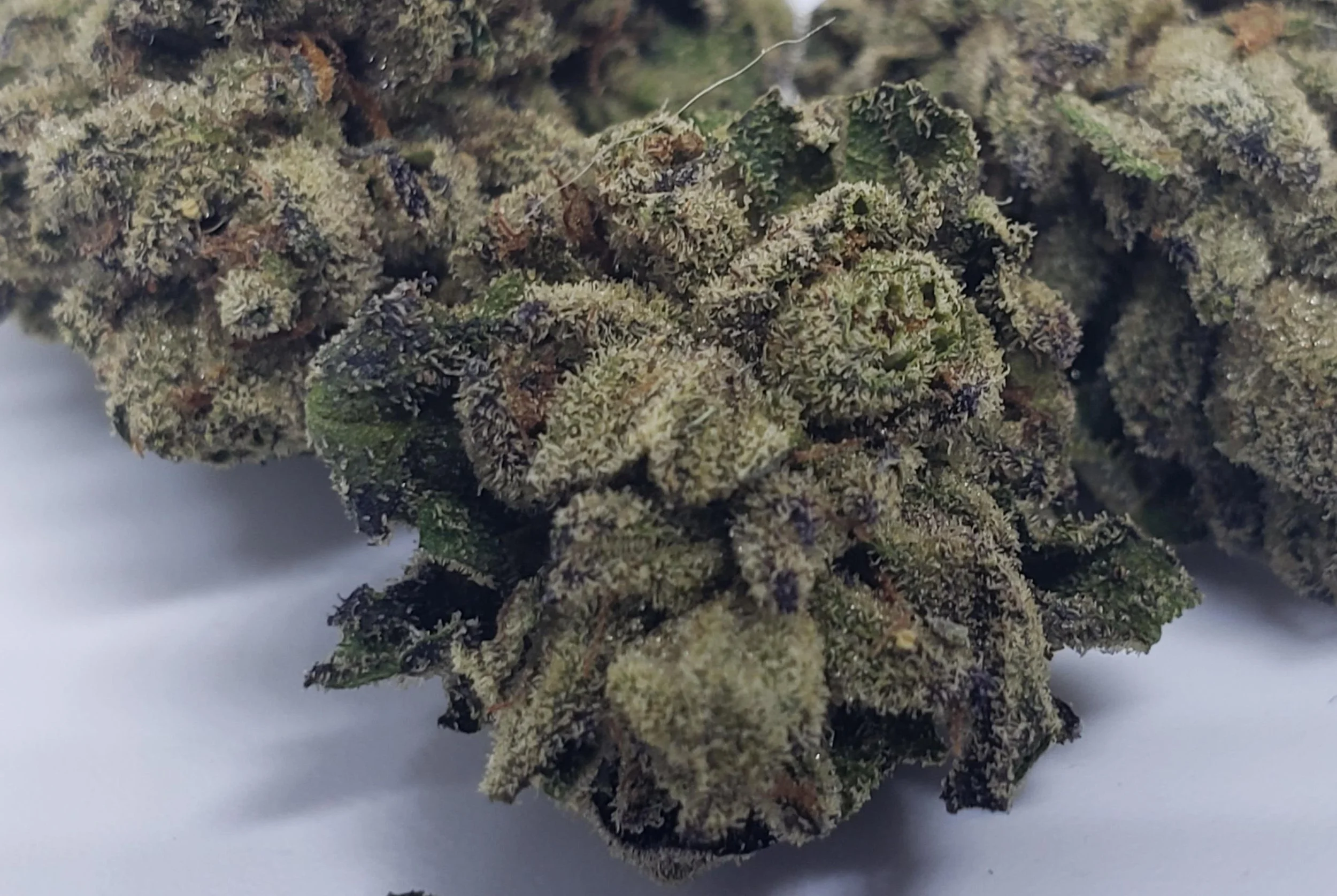 Candy Runtz Strain Indica Or Sativa