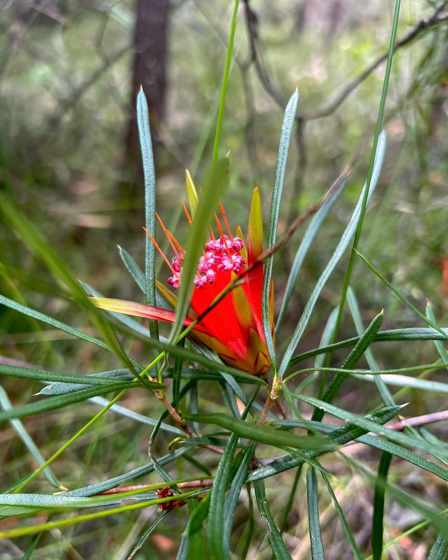 Steamy green space / blue space days spanning the lands of the Gweagal, Bidjigal, Gadigal-Wangal and Burramattagal clans. 
#lakeparramatta #parsleybay #marrickville #summer