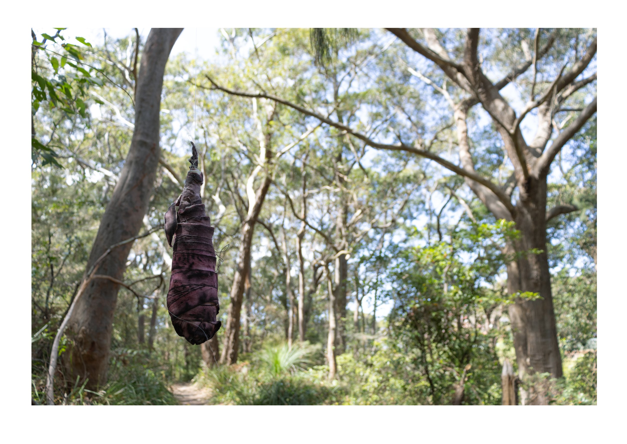 Liberated (Wolli Creek Track, Bidjigal Country)