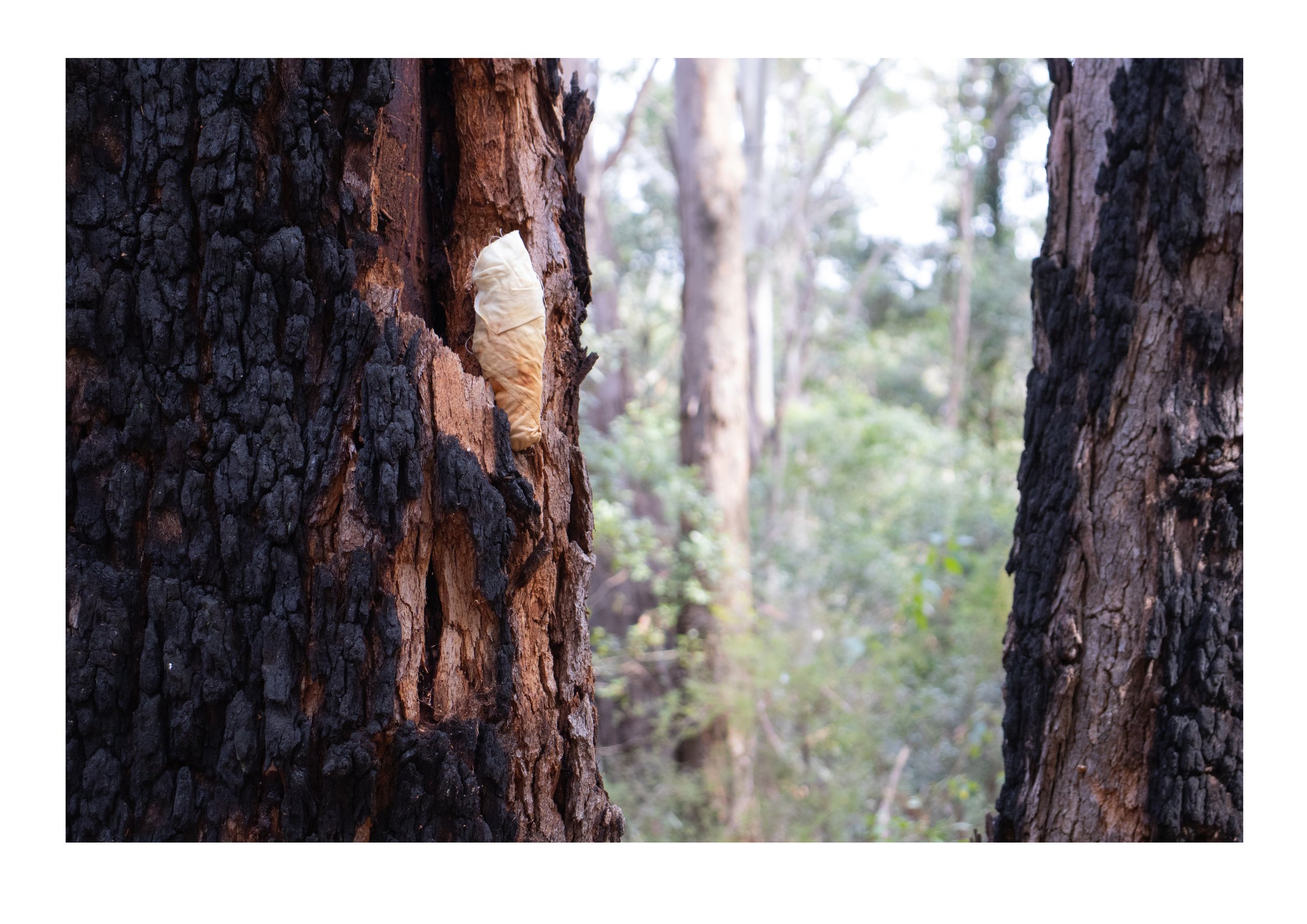 Unshackled (Bidjigal Reserve, Castle Hill, Bidjigal Country)