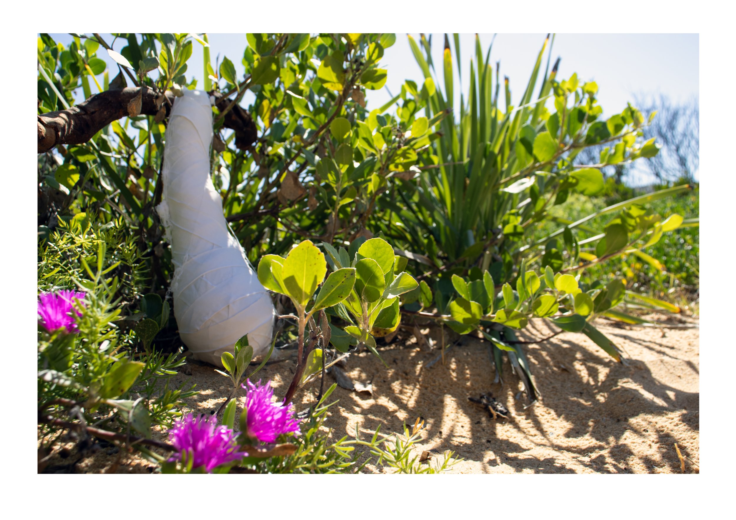 Wild (Copacabana beach, Darkinjung Country)