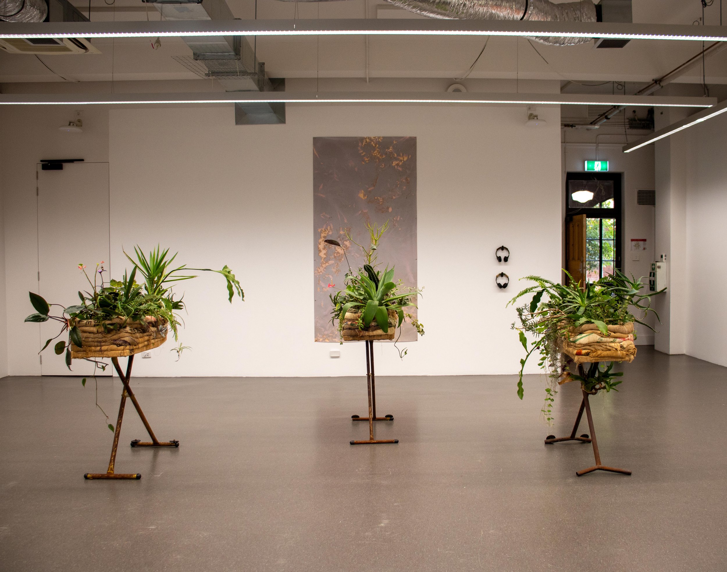  Entangled: Bulanaming, 2024 Discarded ironing boards, community gifted non-native plants, repurposed hessian bags, thread, lumen print on Ilford Multigrade FB Classic gloss, WAV audio file (5:40), bluetooth headphones, 320 numbered endemic native se