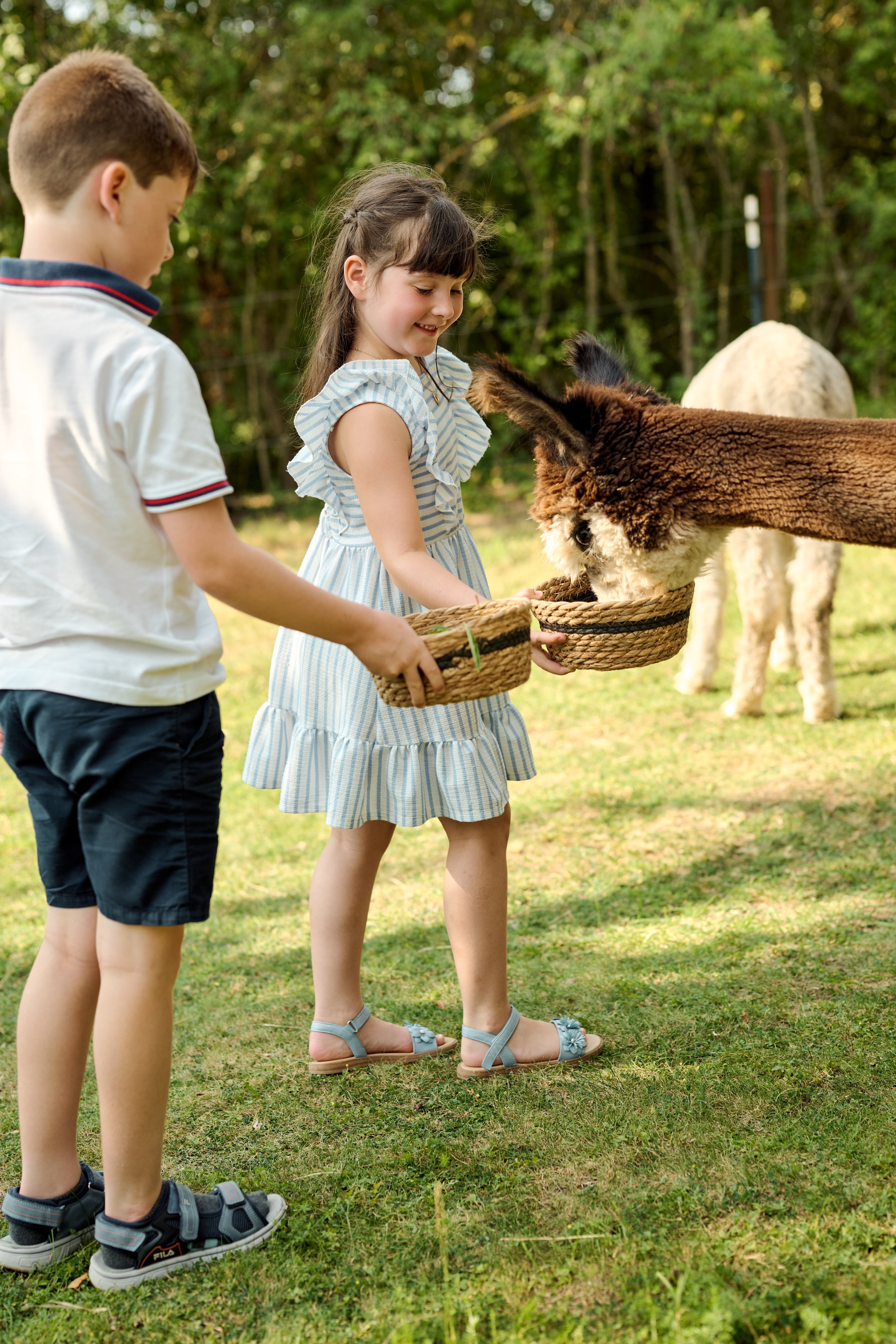 Alpaka_Testshooting-0038.jpg