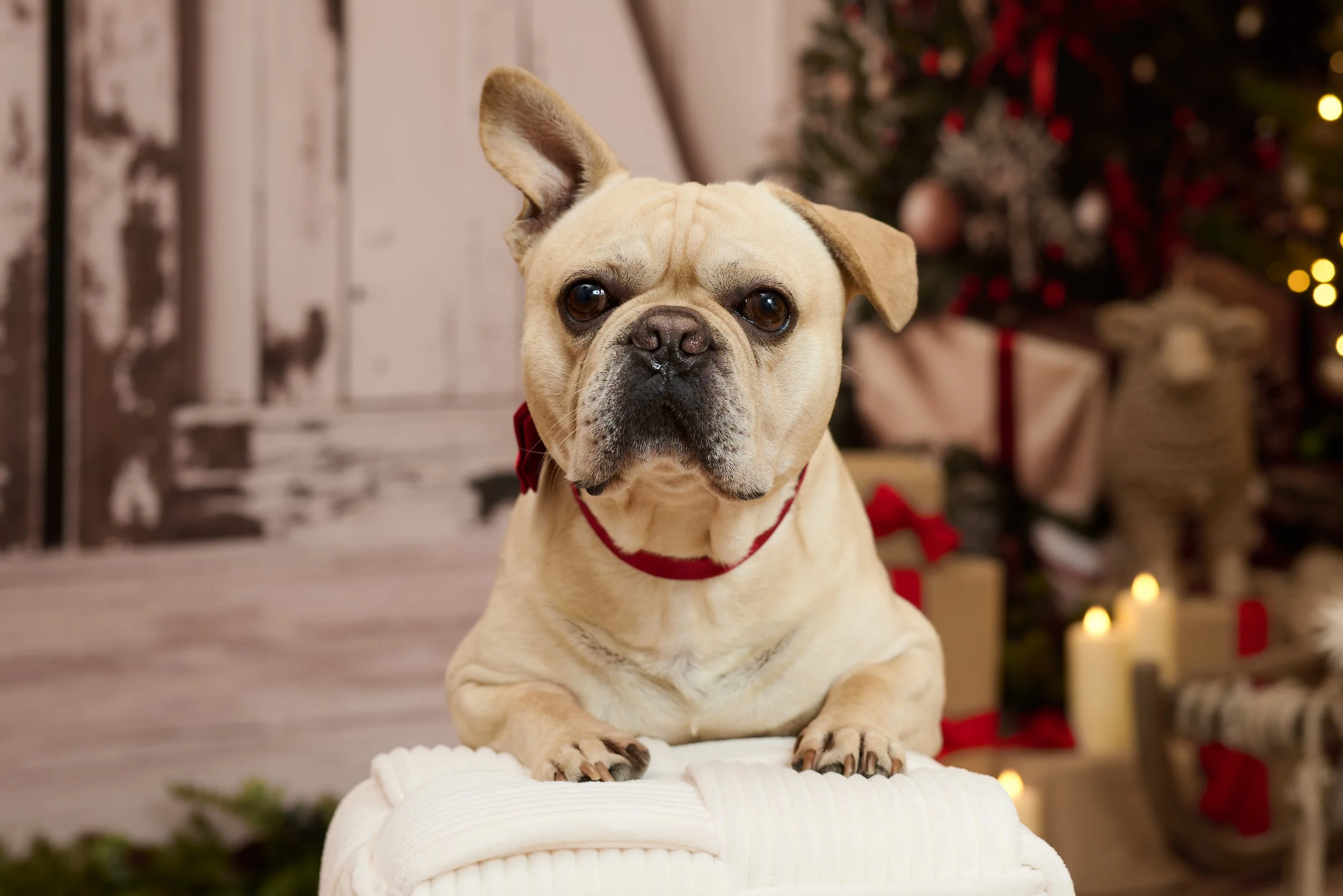 Frank_Weihnachten_2026-0026.jpg