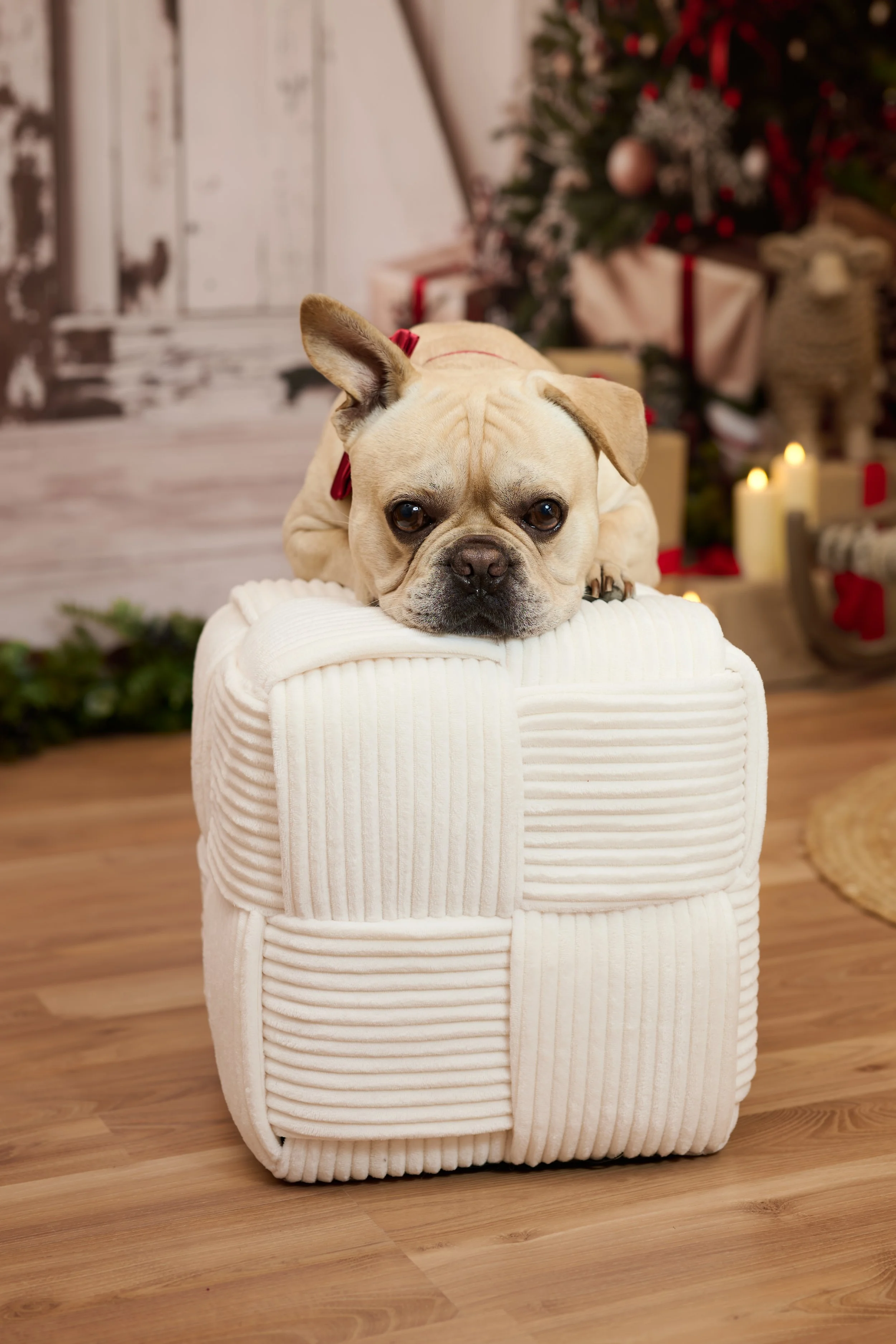 Frank_Weihnachten_2026-0025.jpg