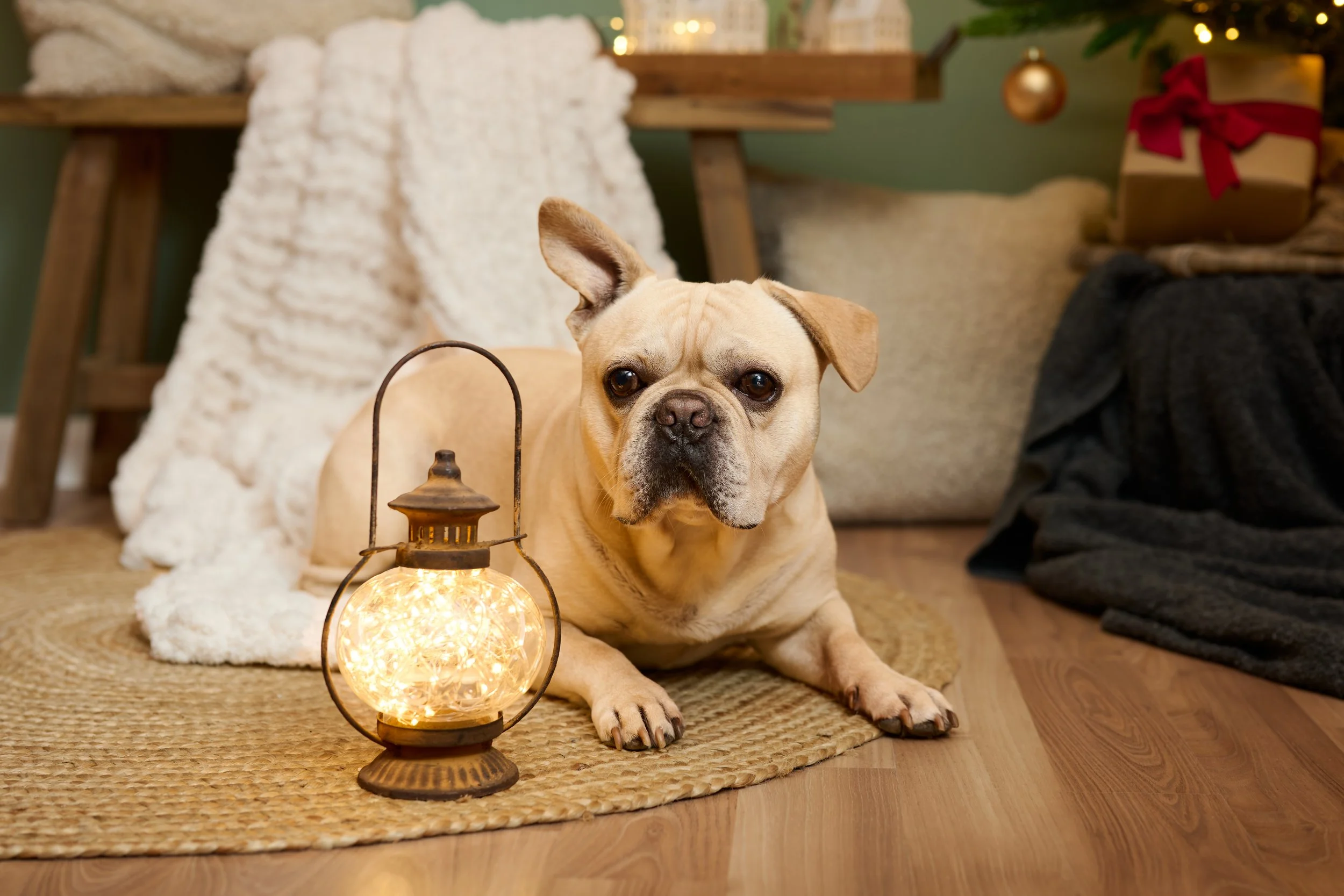 Frank_Weihnachten_2026-0018.jpg
