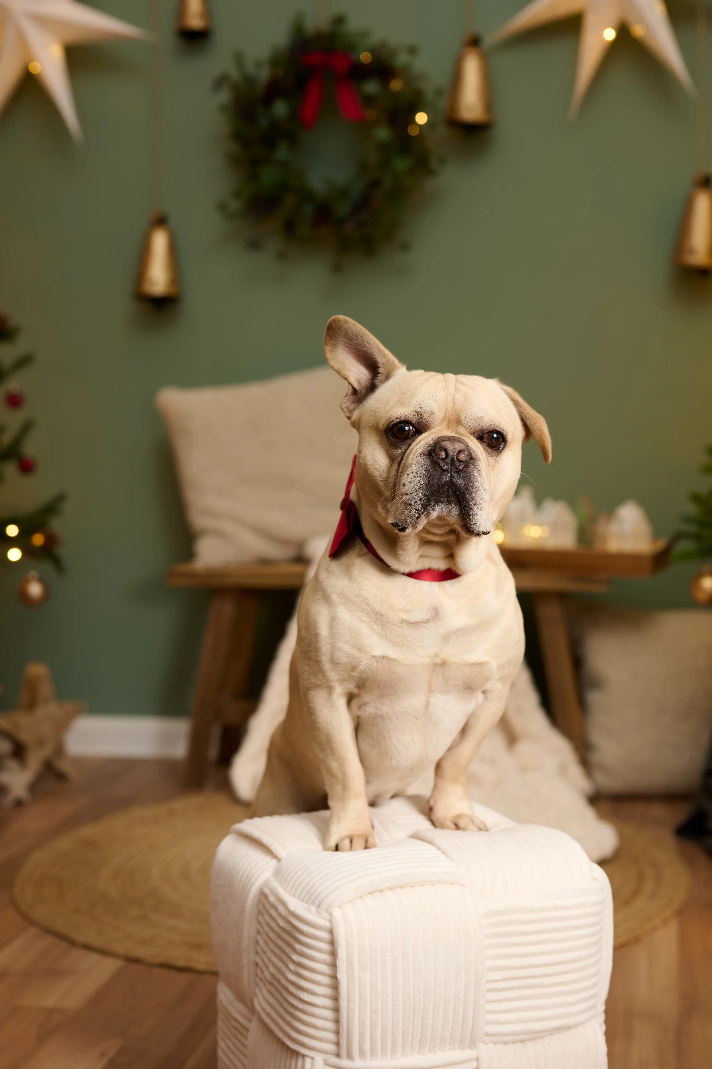 Frank_Weihnachten_2026-0036.jpg