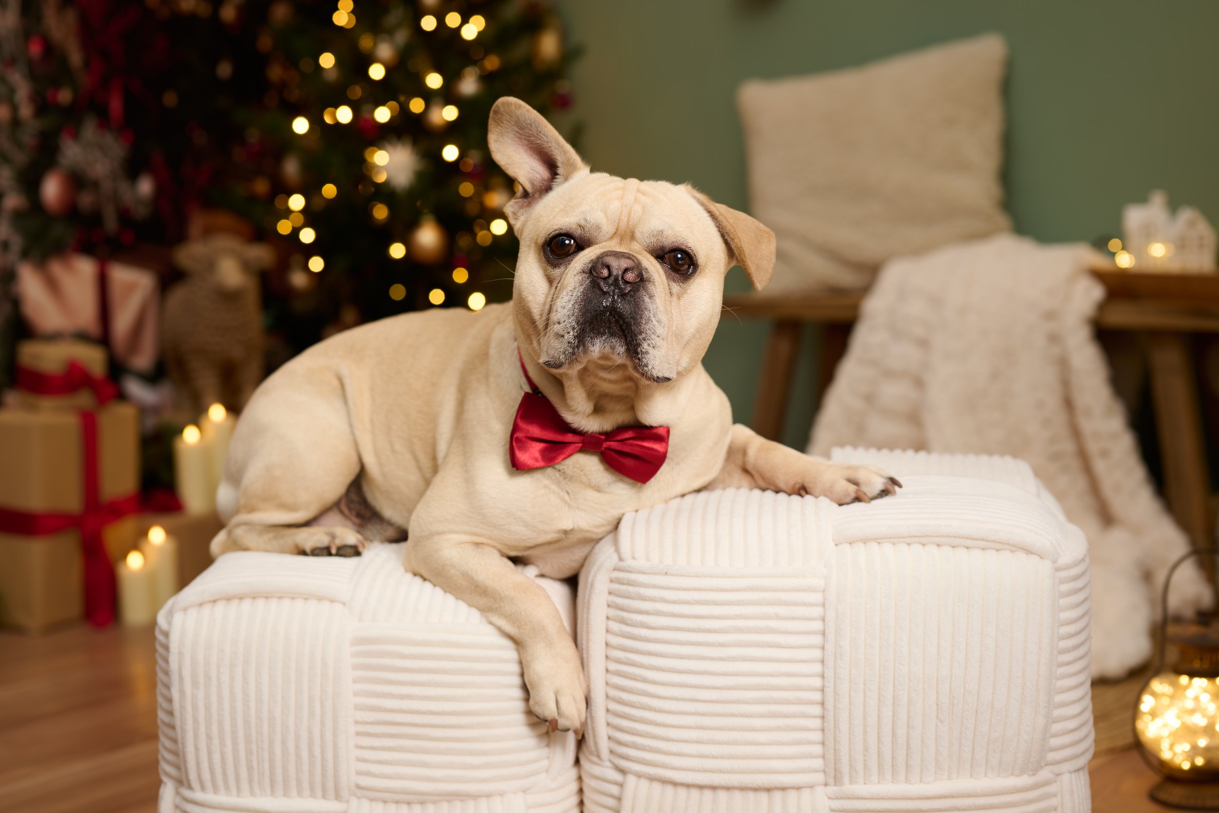 Frank_Weihnachten_2026-0041.jpg
