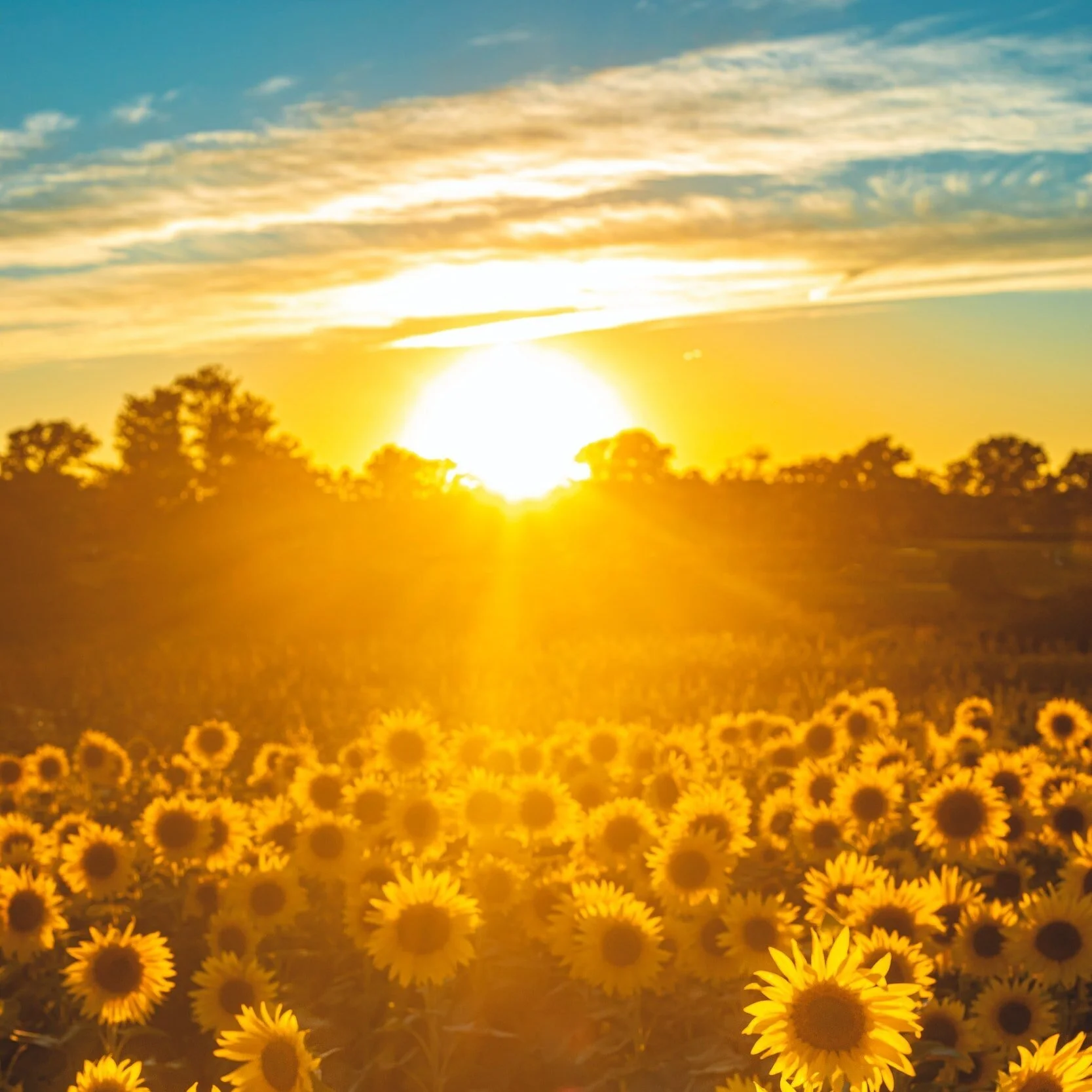 Vitamin D on a plant-based diet