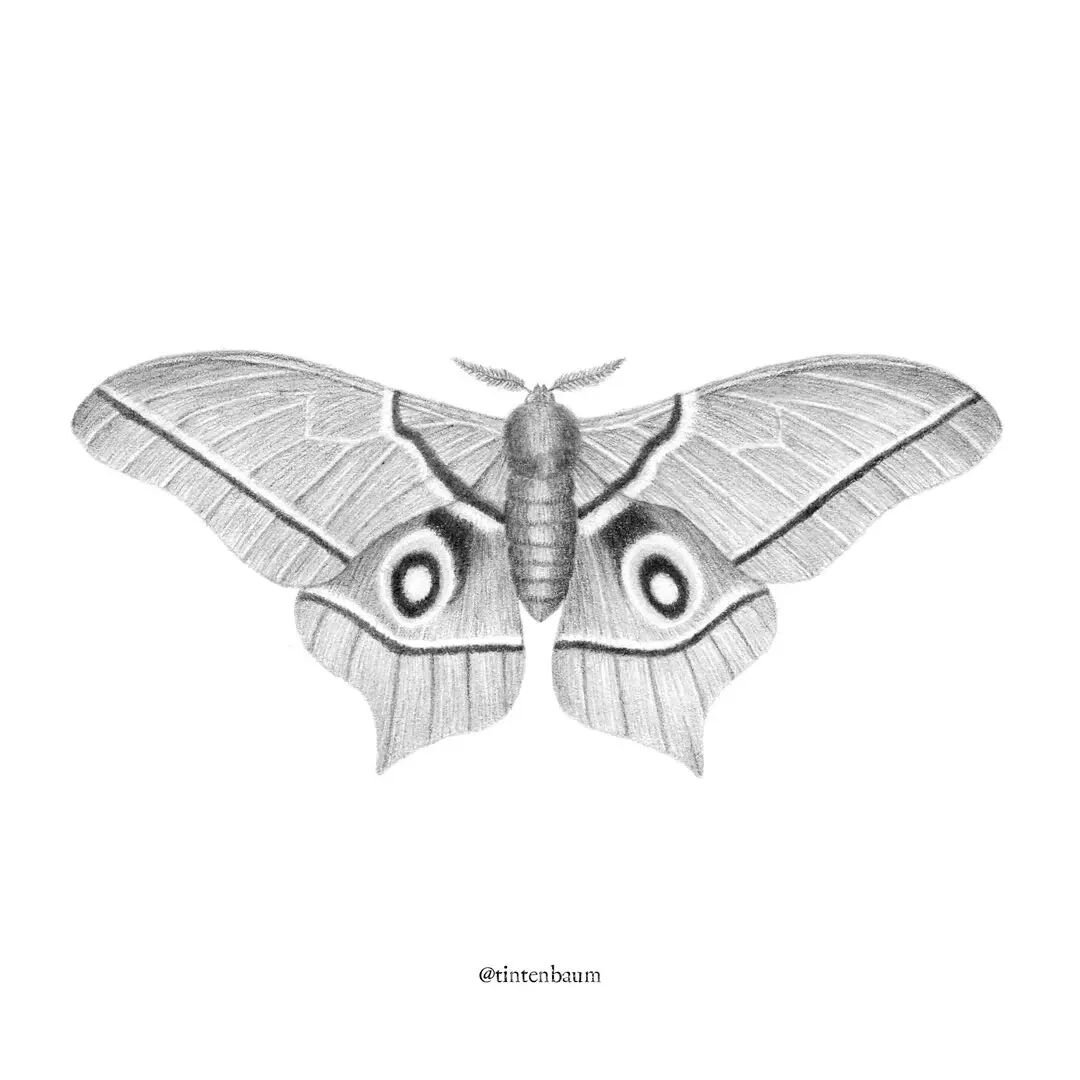 A quick graphite pencil drawing of an African silkmoth. I drew this a while back in between larger projects to relax a bit. And also because I think months are beautiful and much more badass than butterflies 😁 
⠀⠀⠀⠀⠀⠀⠀⠀⠀
#silkmoth #moth #mothdrawing