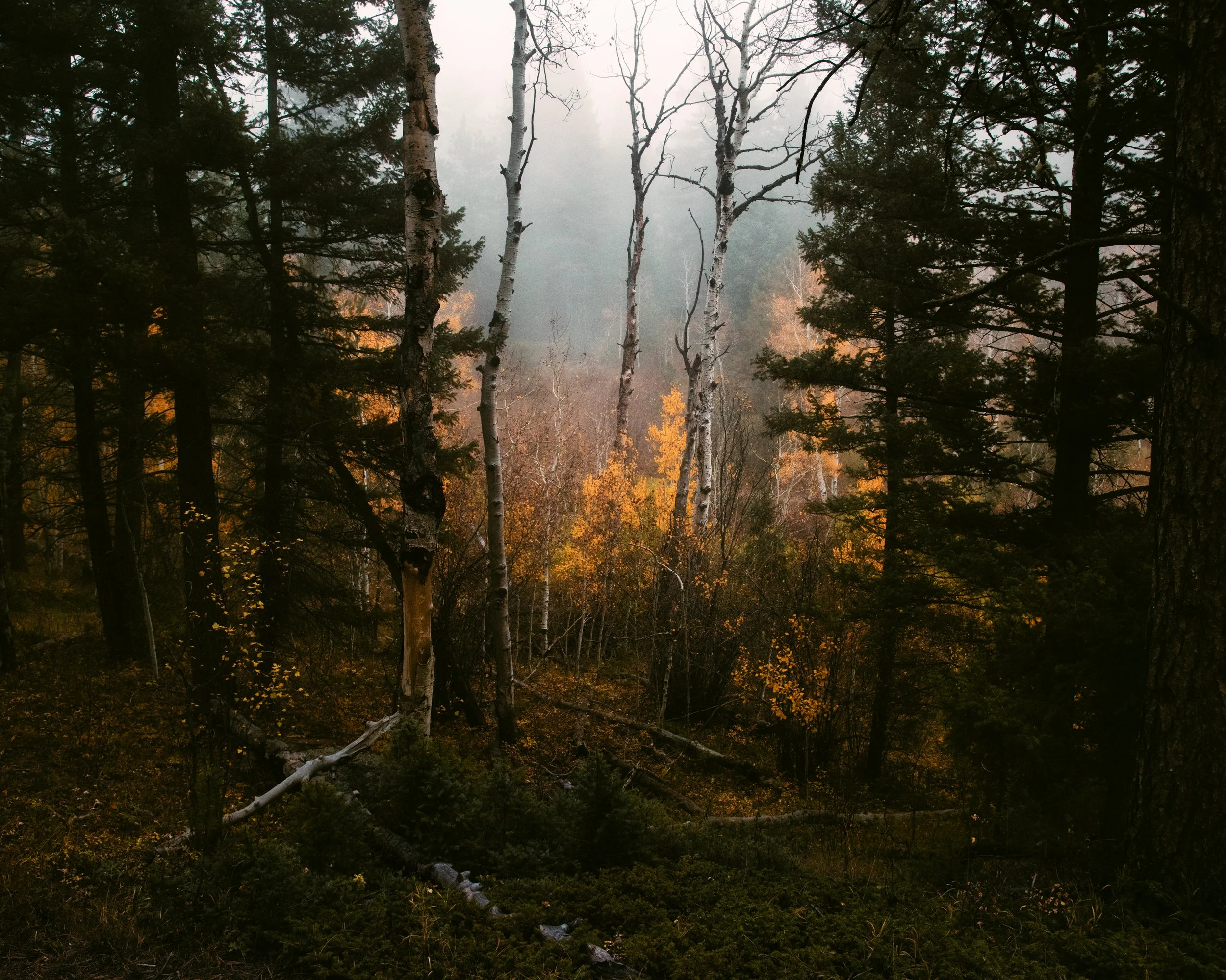 AsqYB_5780-Edit-Edit-Edit copy.jpg