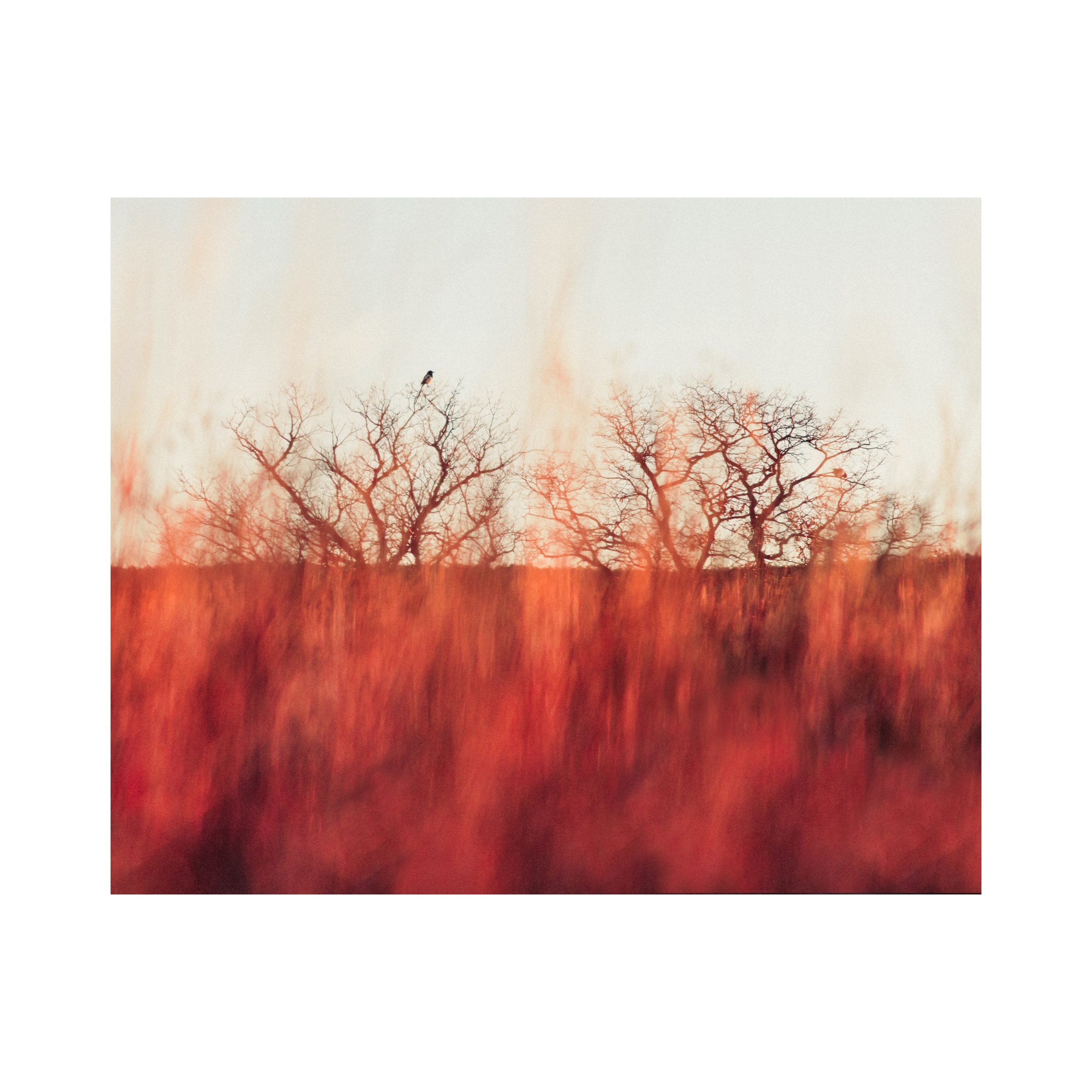 The Burning Quiet (Limited Edition)