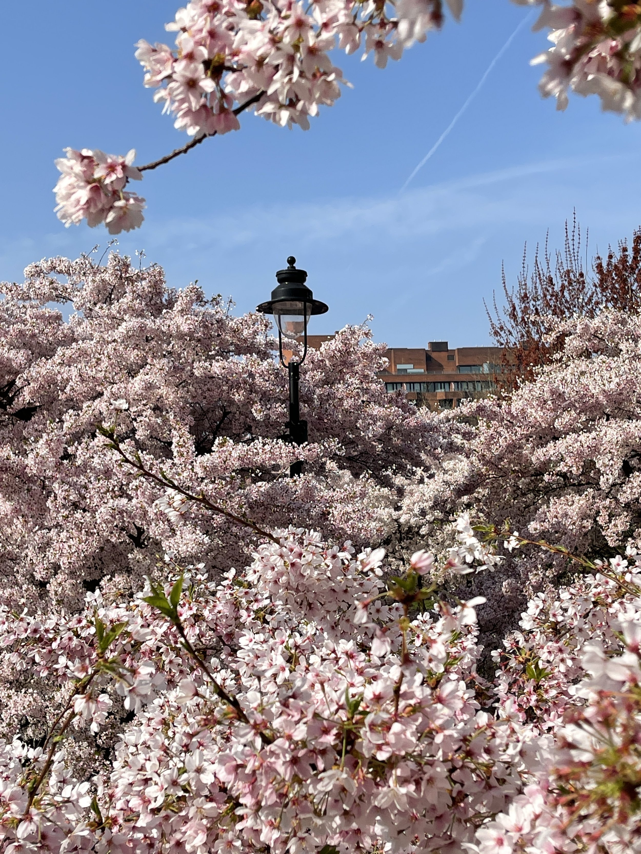 BENTLEY SPOTTING: Cherry Blossoms