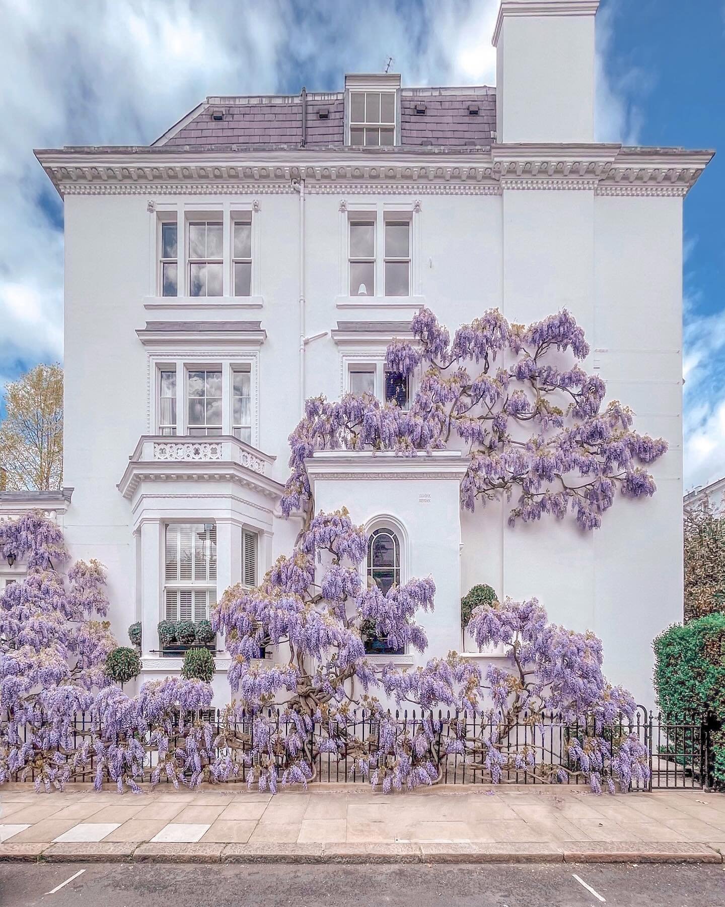 Spring is full of promise and hope. 

Wish you were here,
Xoxo

#springinlondon #londonlife #itssolondon #thisislondon #wisteria #wisteriahysteria