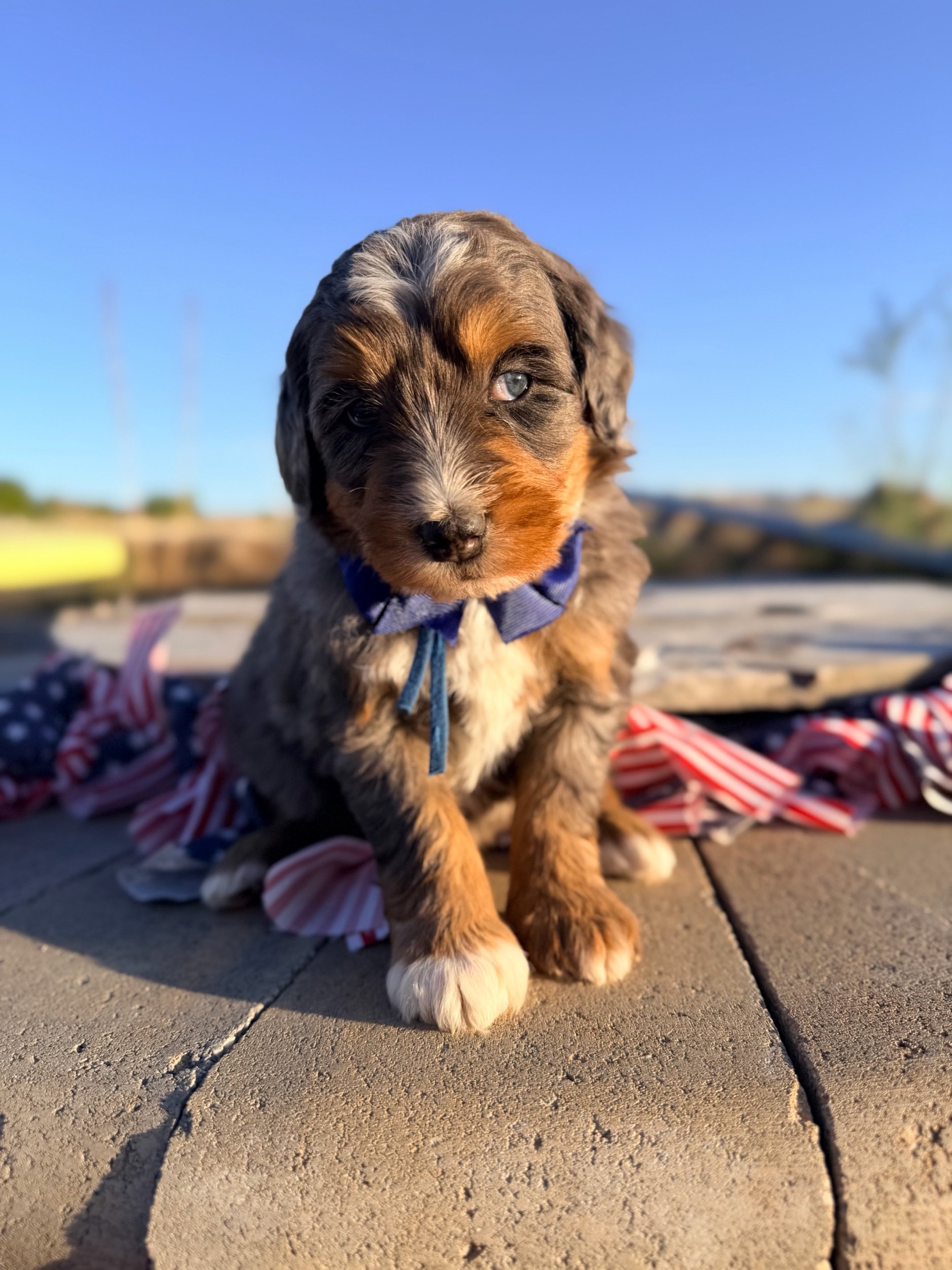 Dodger (male)