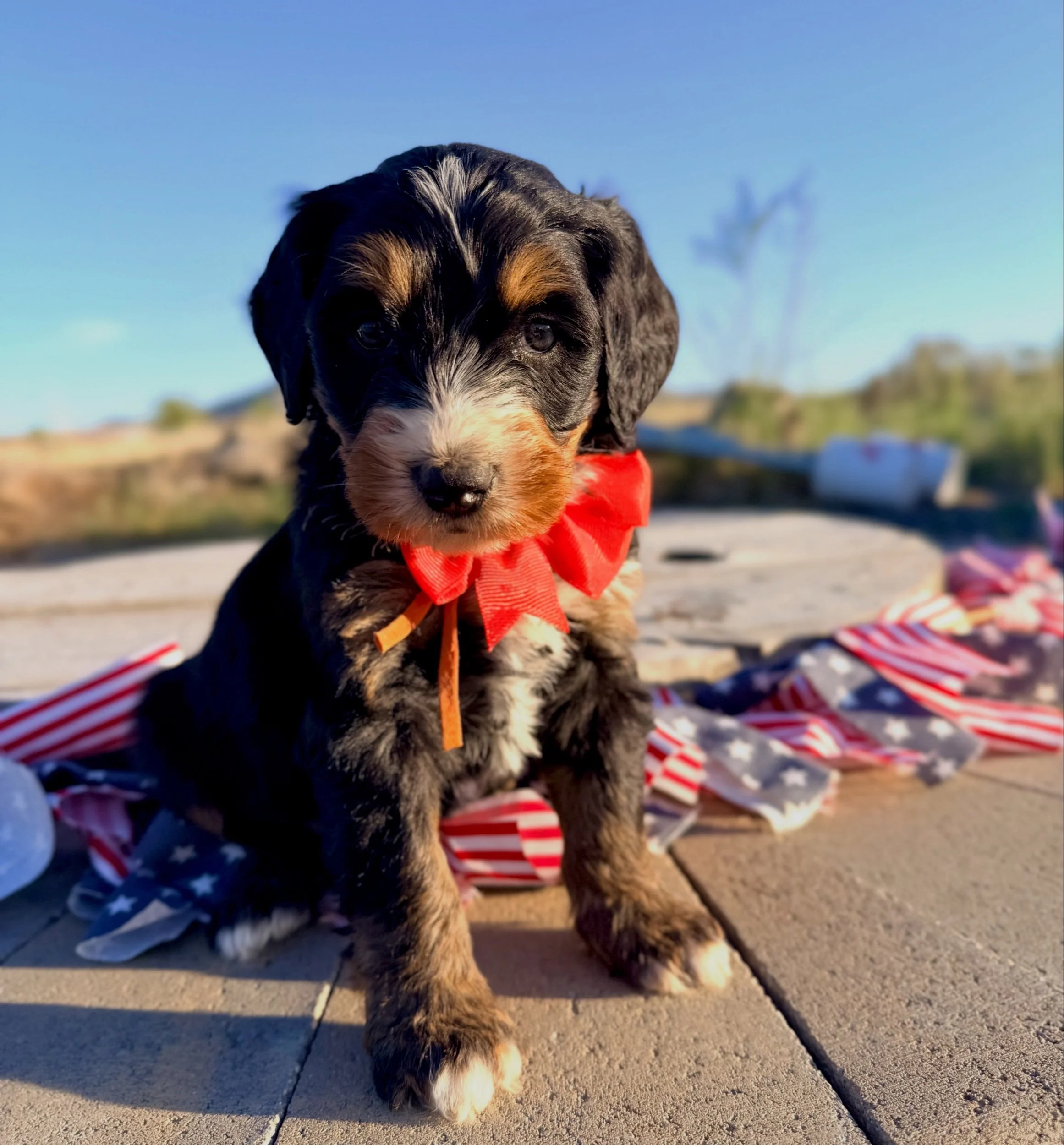 Ranger (male)