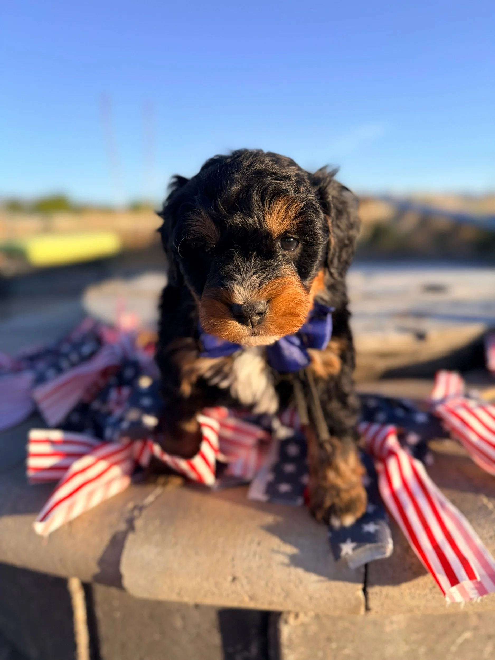 Rocky (male)