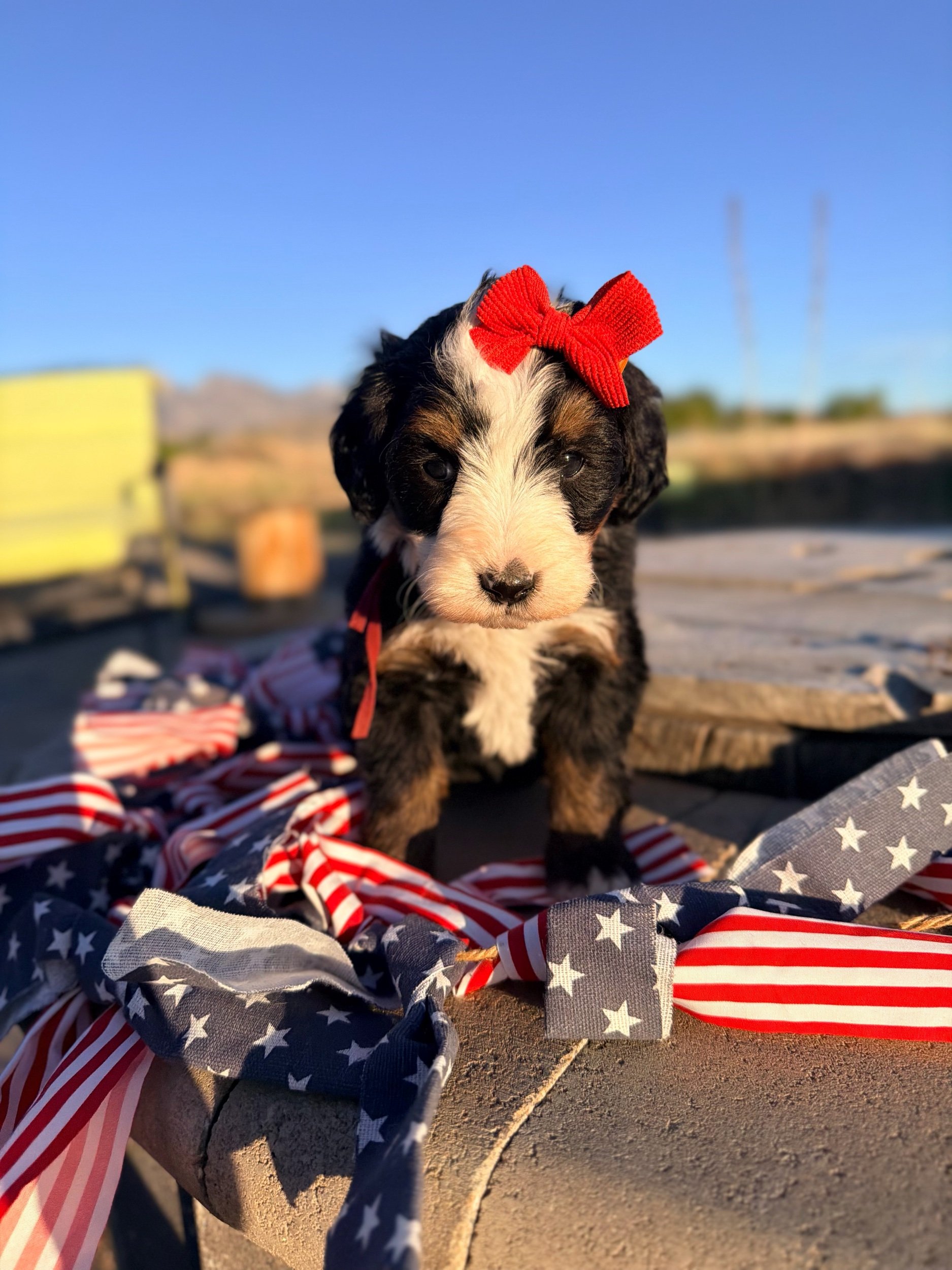 Sox (female)