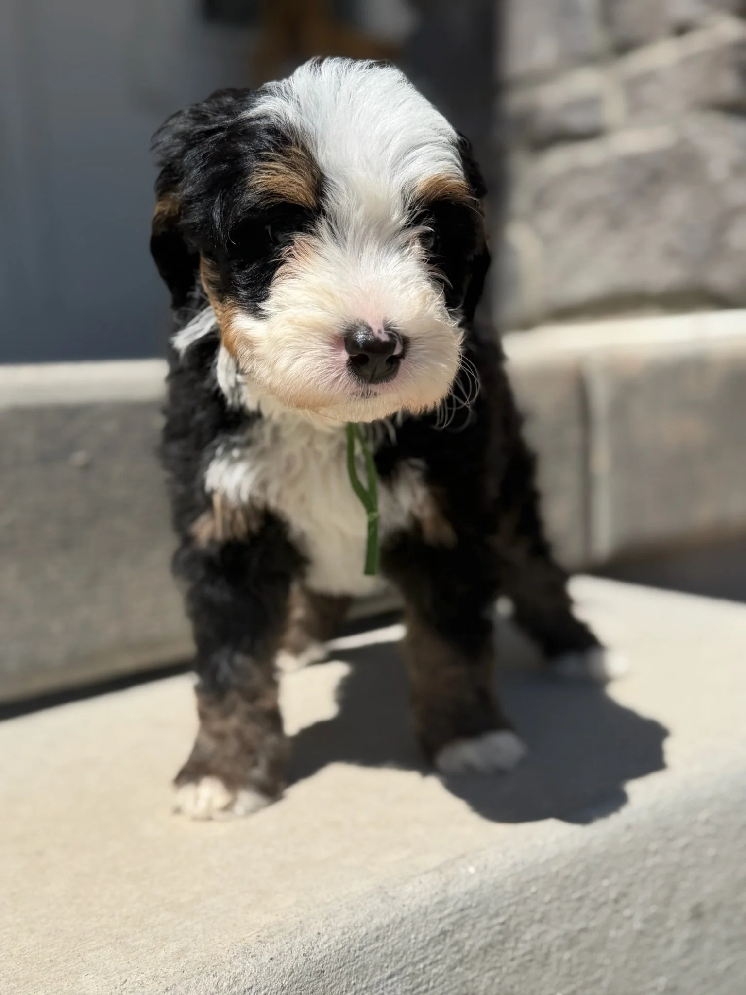 Brewer (male)