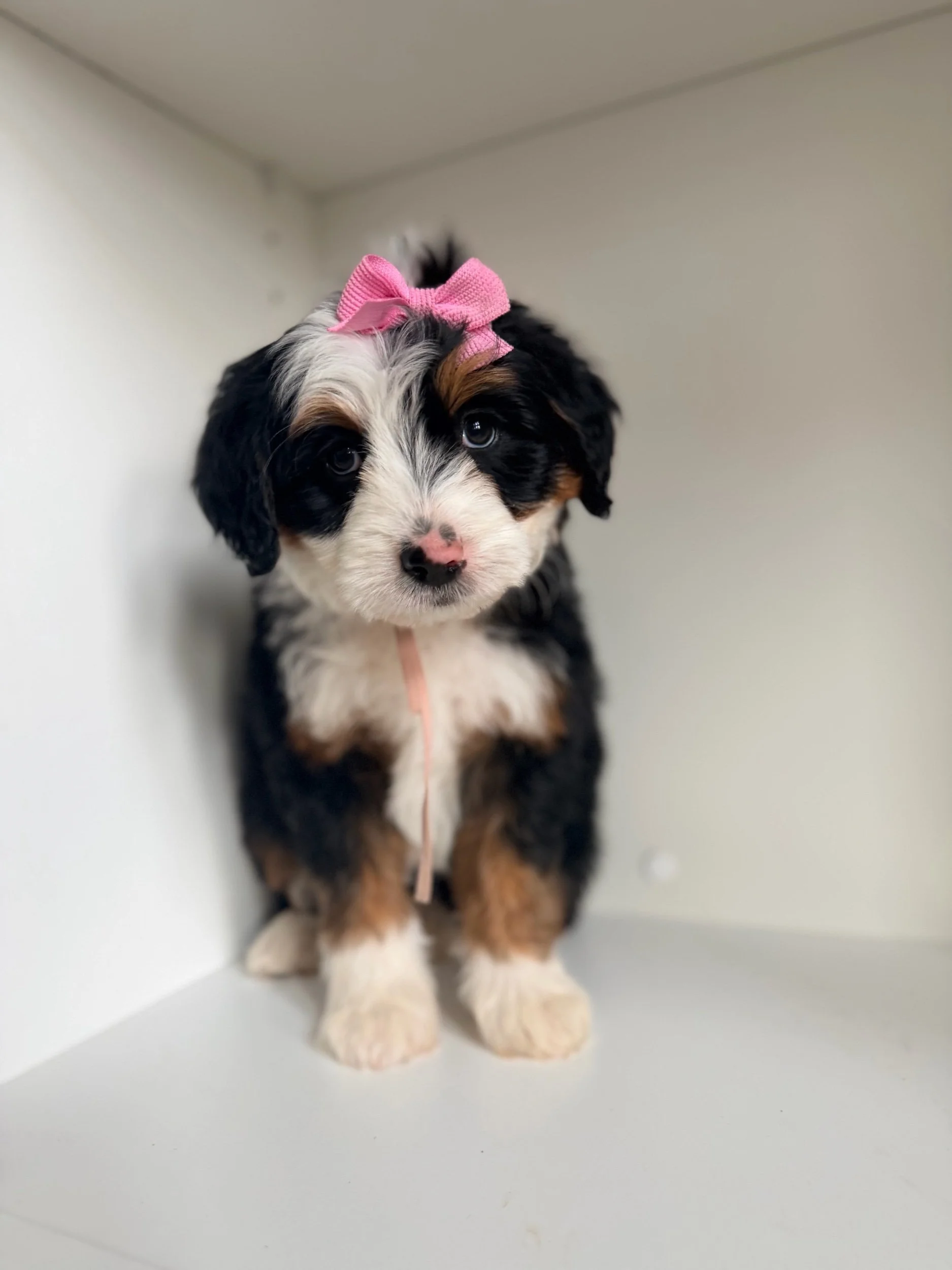 Angel (female)