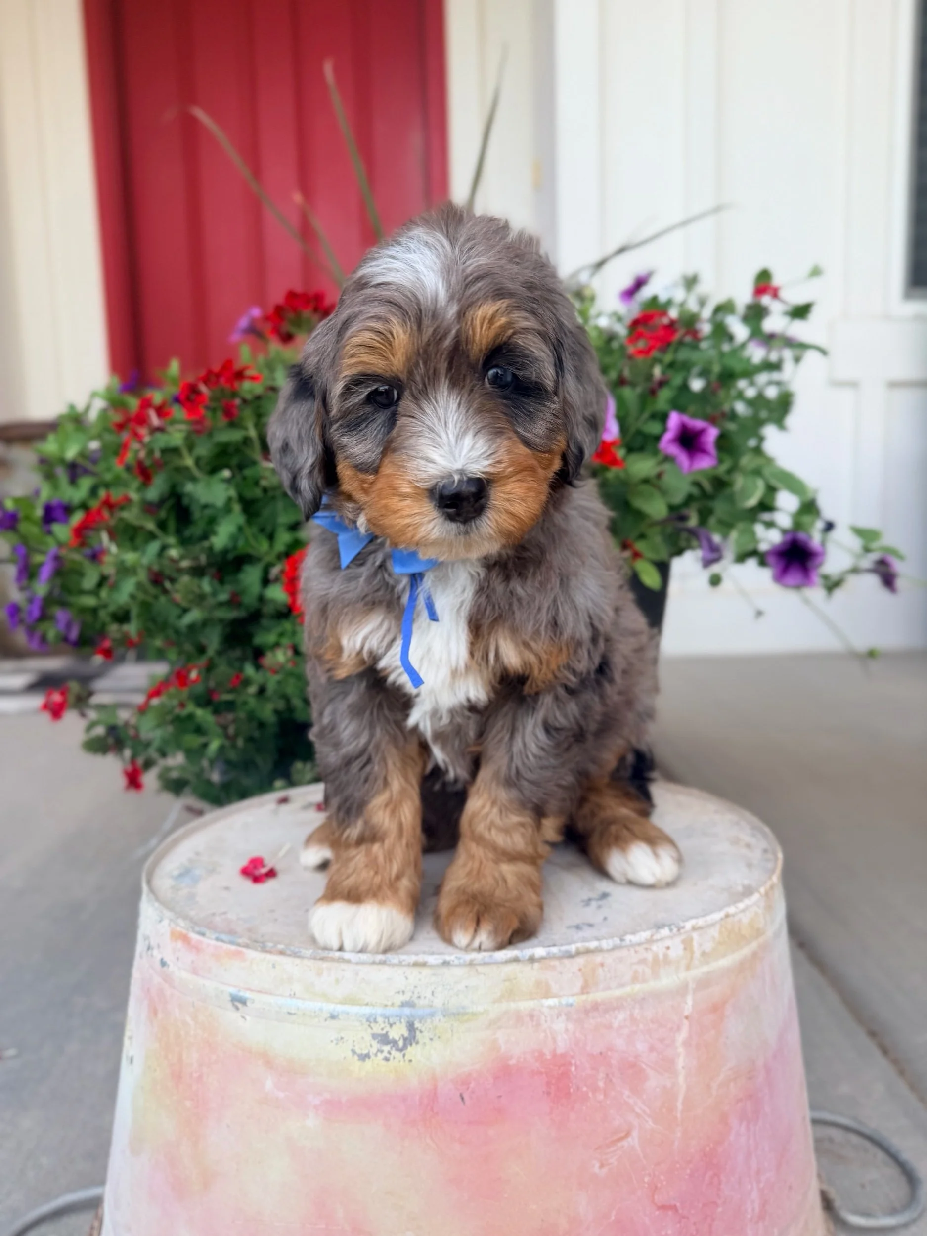 Dodger (male)