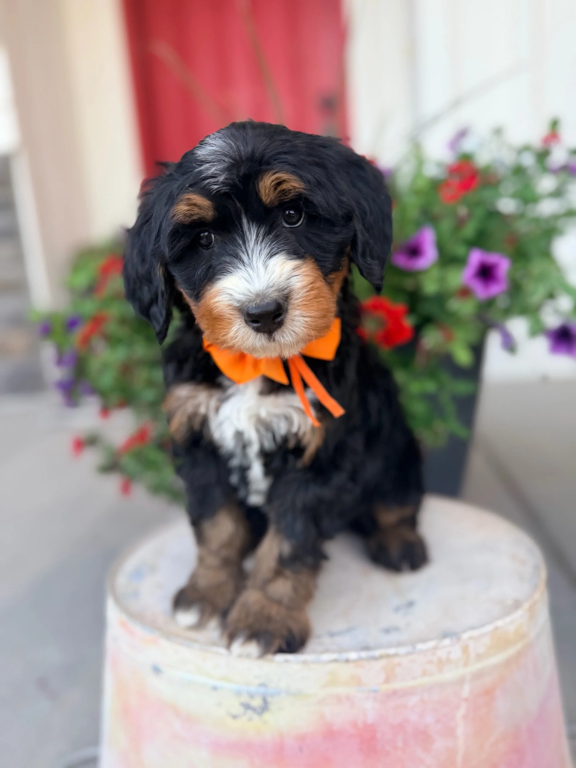 Ranger (male)
