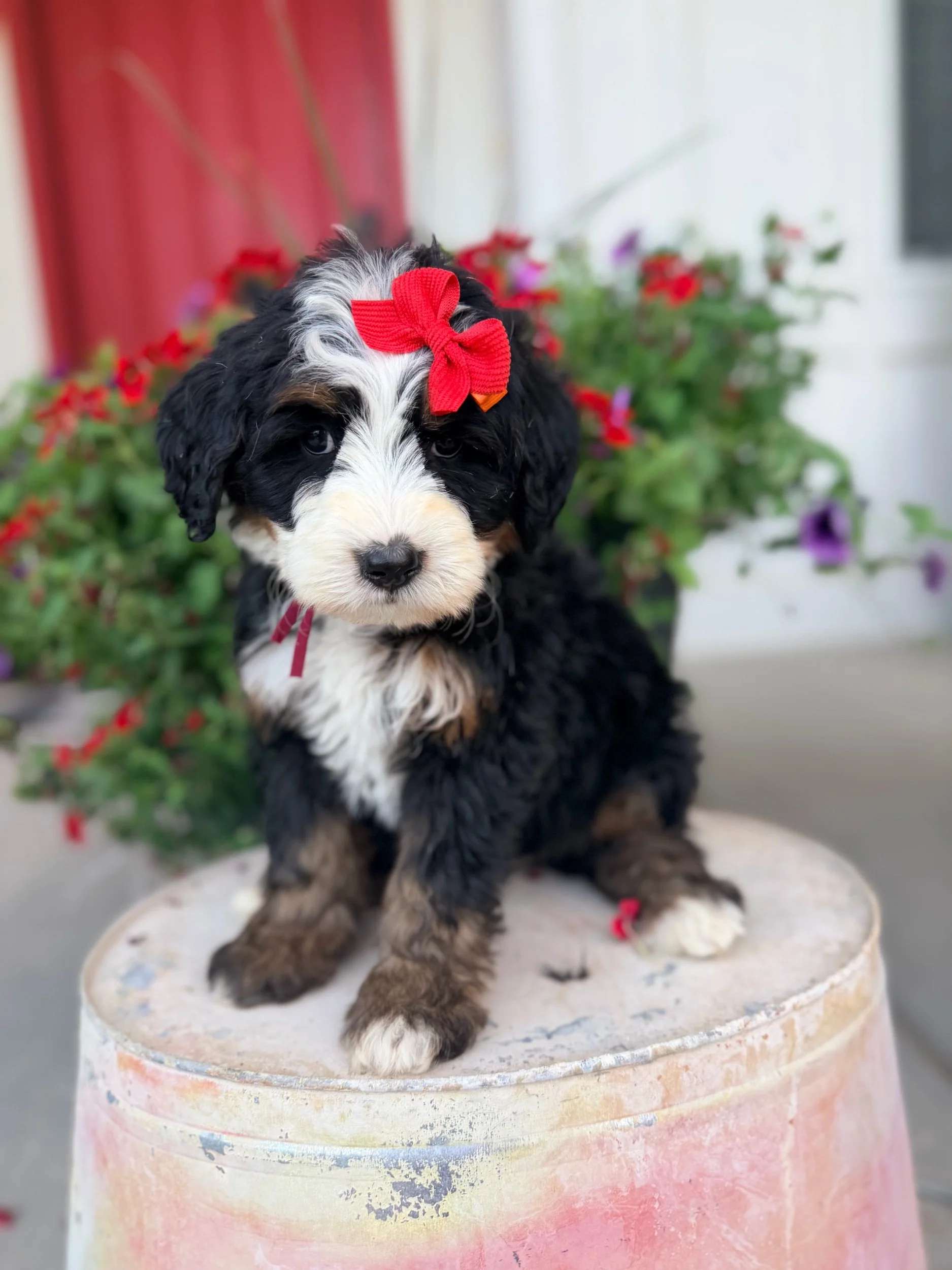 Sox (female)