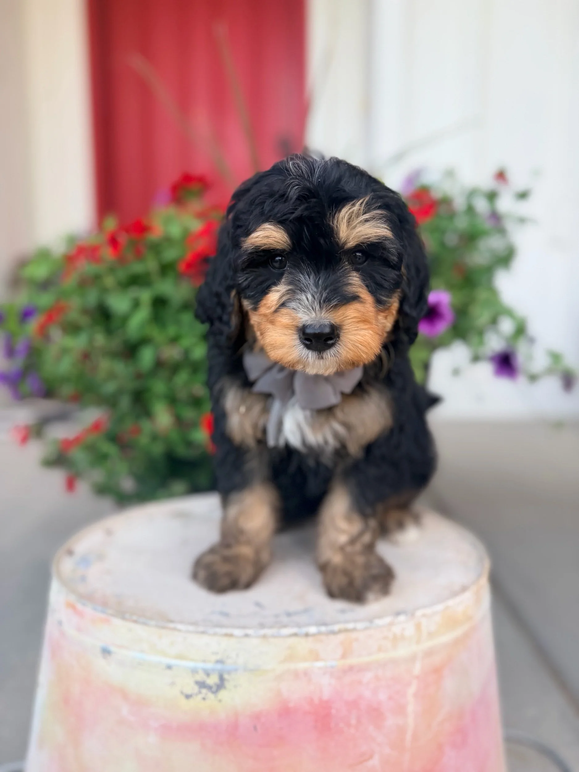 Yankee (male)