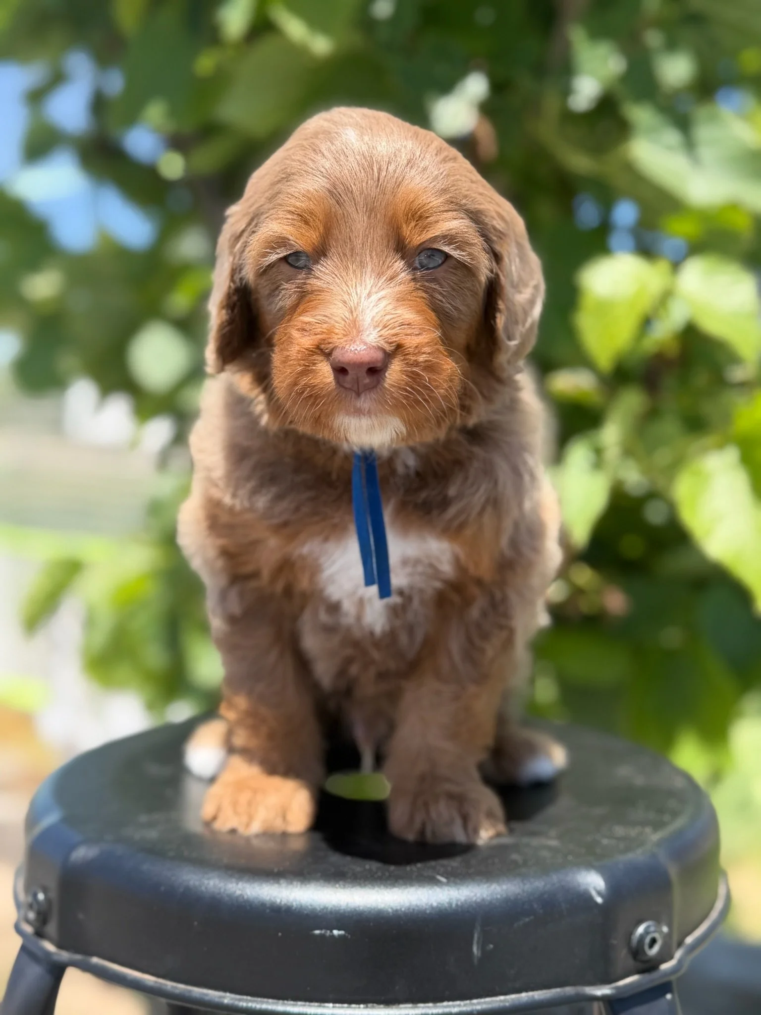 Cruiser (male)