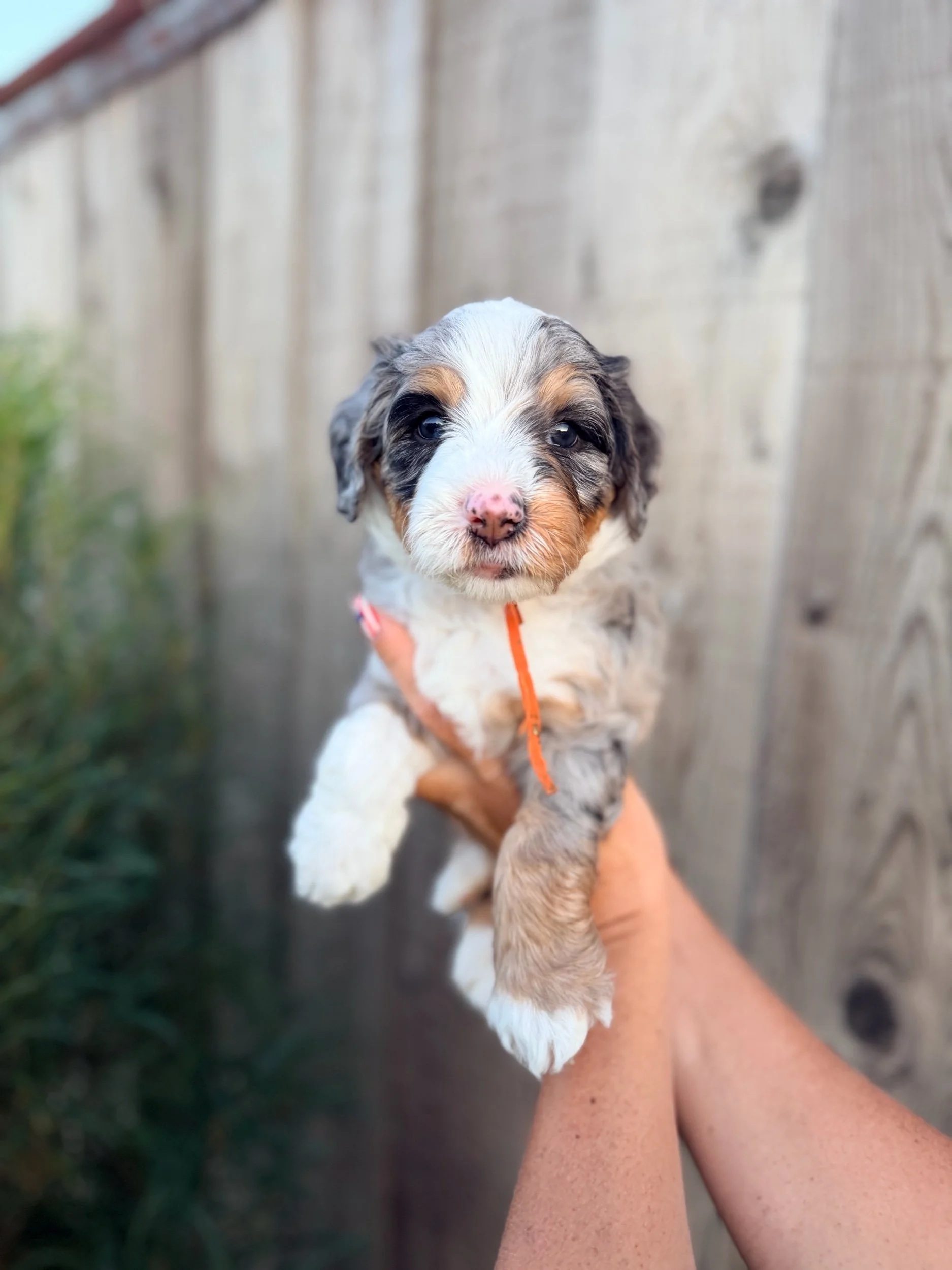 Ace (male)