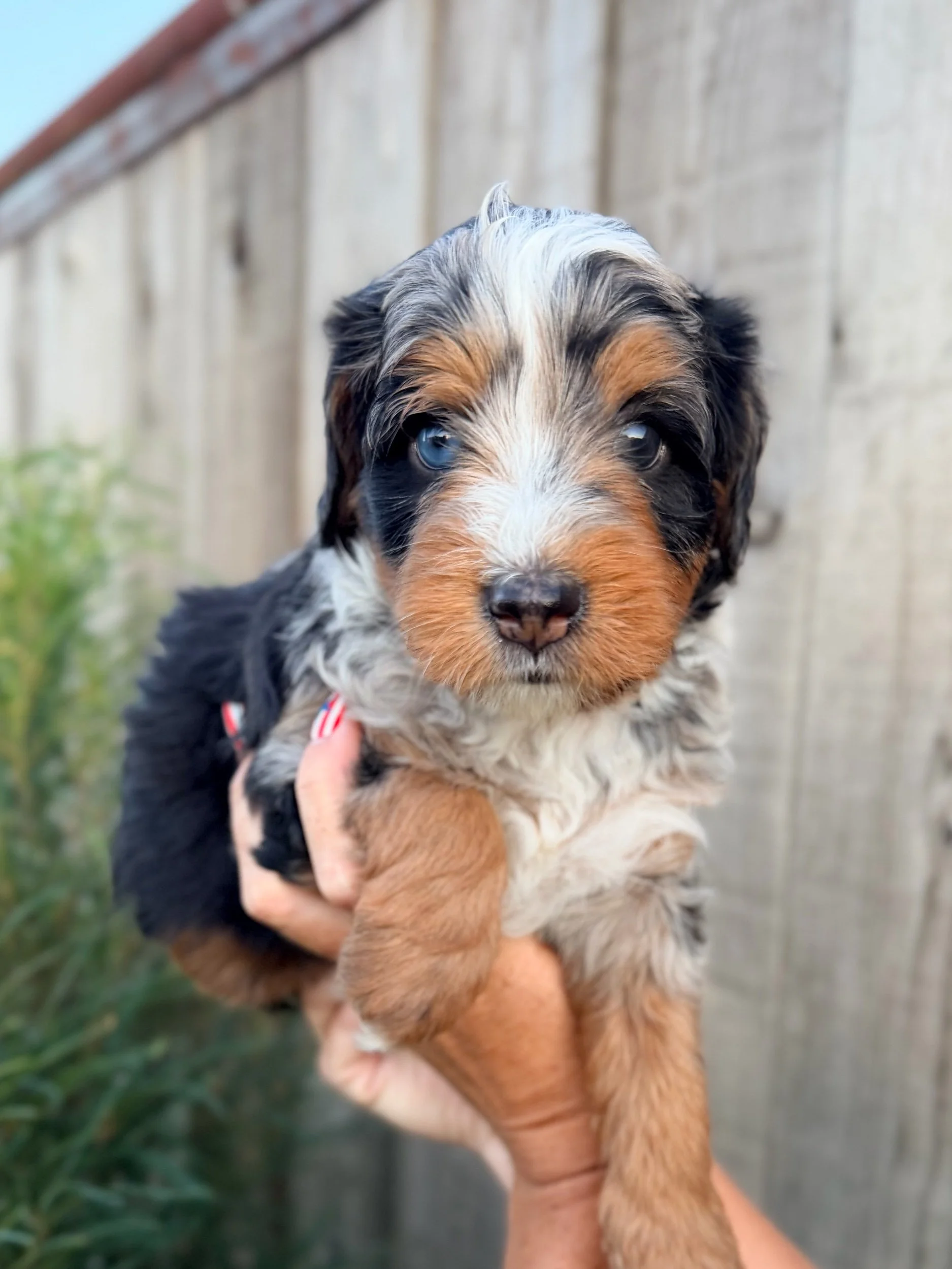 Asher (male)