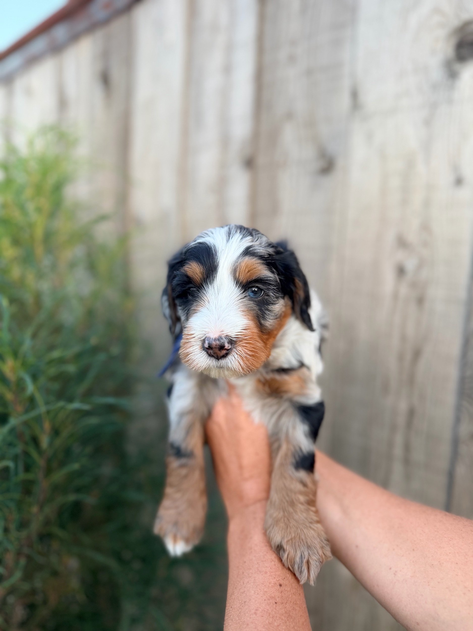 Bruiser (male)