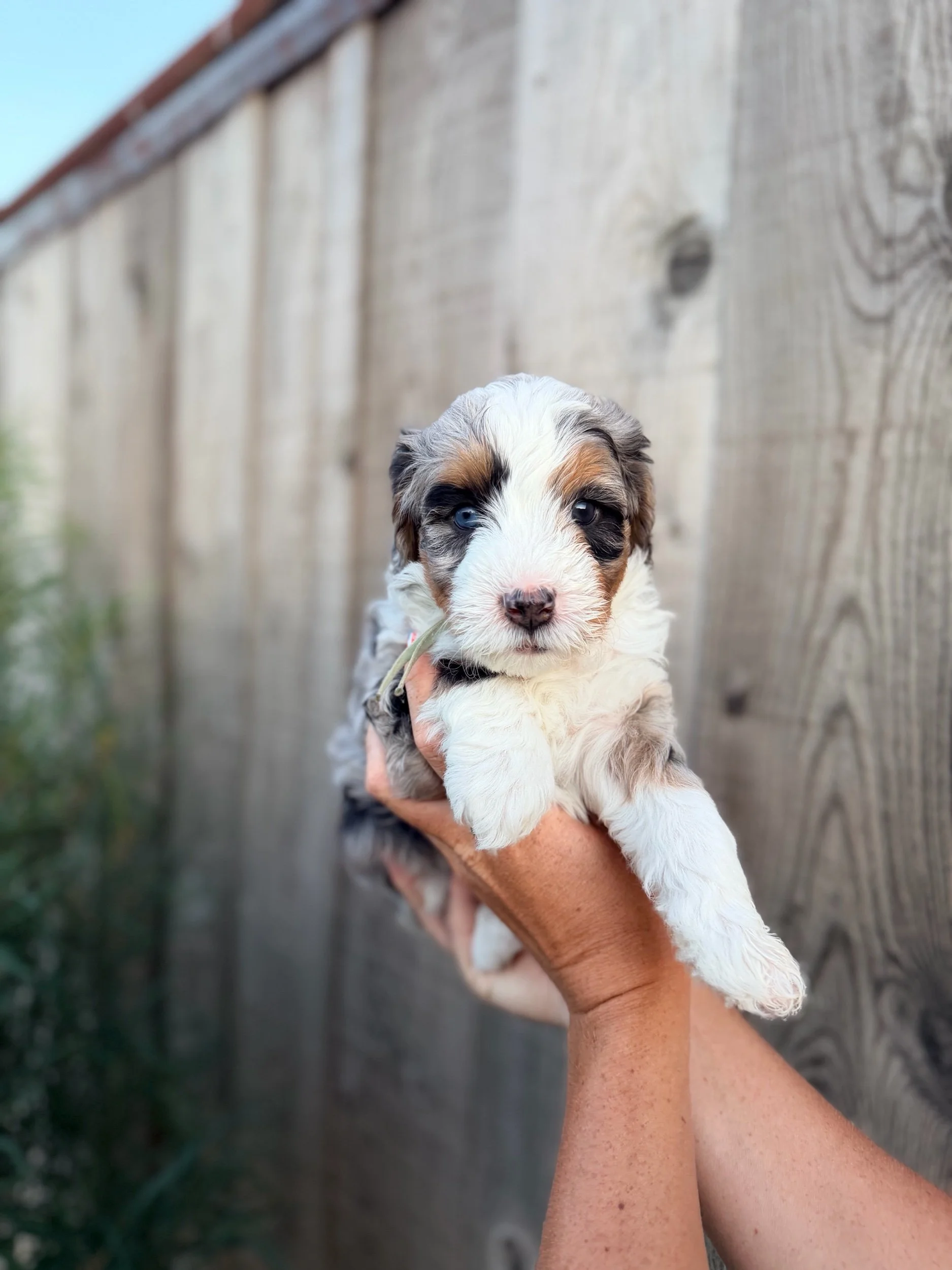 Rosie (female)