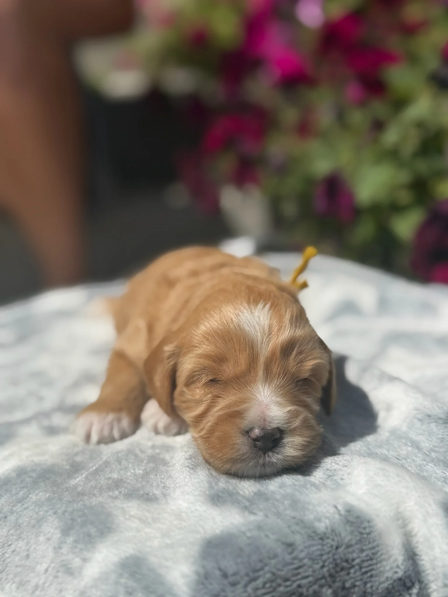 Shelby (female)
