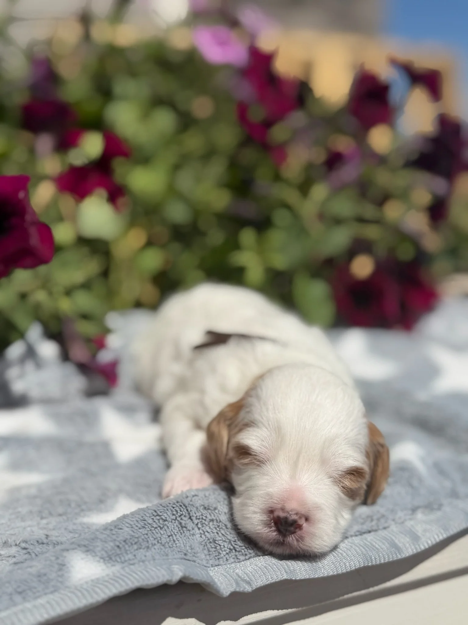 Monty (male)