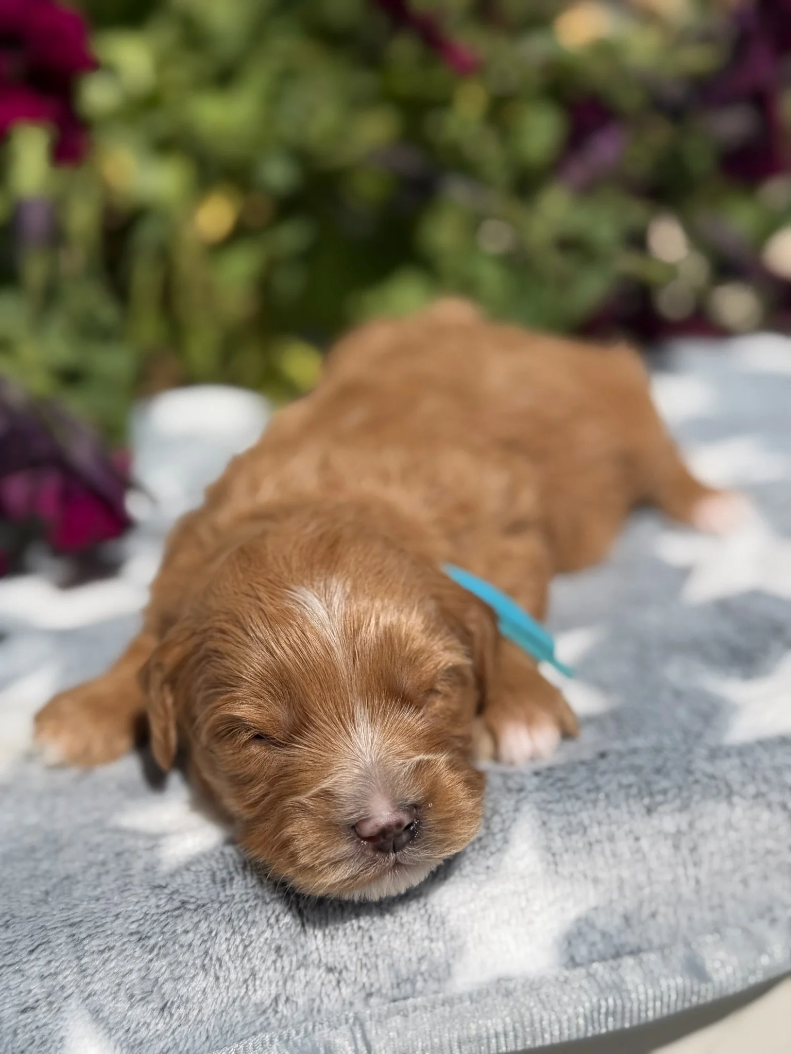 Porter (male)