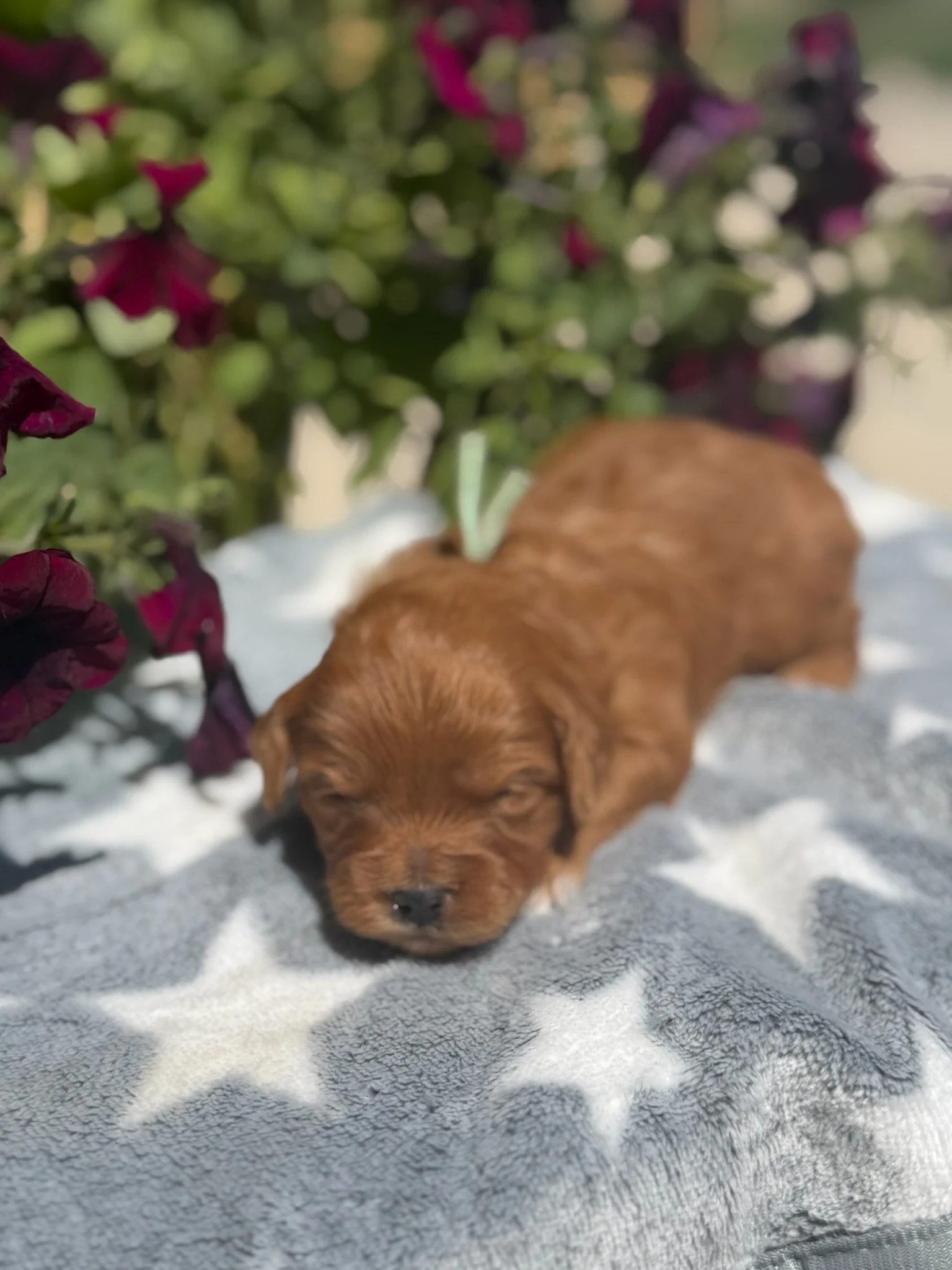 Penny (Female)